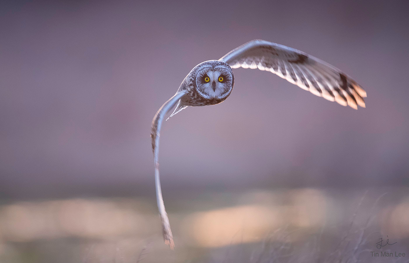 Canon EOS-1D X Mark II + Canon EF 600mm F4L IS II USM sample photo. Short-eared owl incoming photography