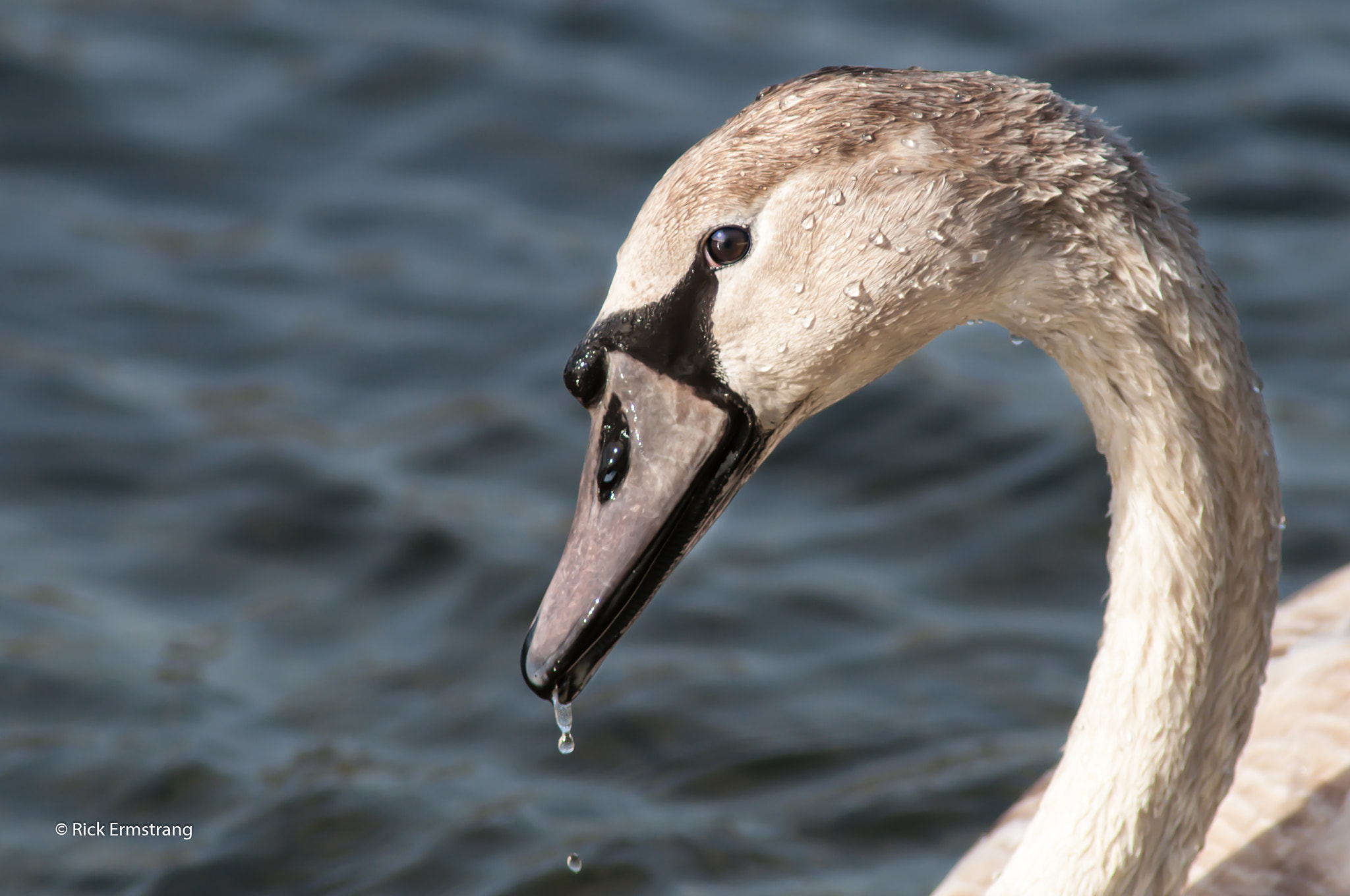 Nikon D90 + AF Nikkor 180mm f/2.8 IF-ED sample photo. Swan photography