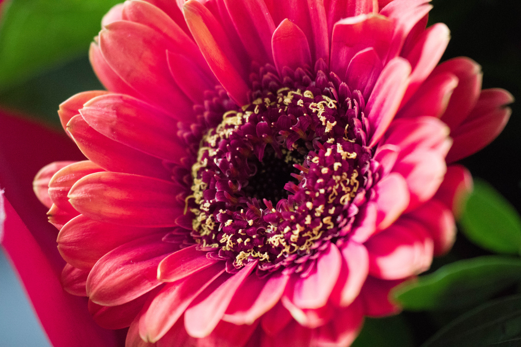 Sony ILCA-77M2 + Sigma 180mm F3.5 EX DG Macro sample photo. Gerbera photography