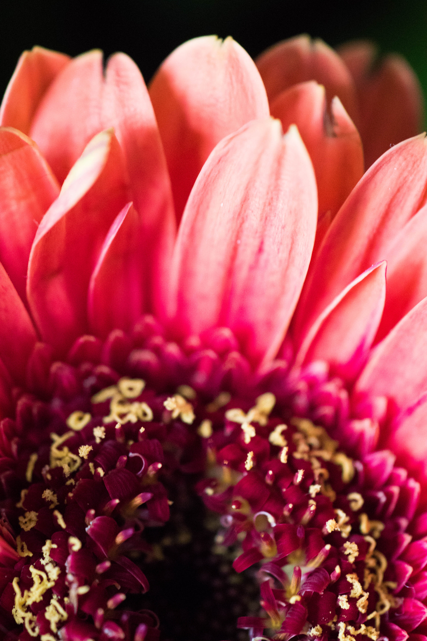 Sigma 180mm F3.5 EX DG Macro sample photo. Gerbera photography