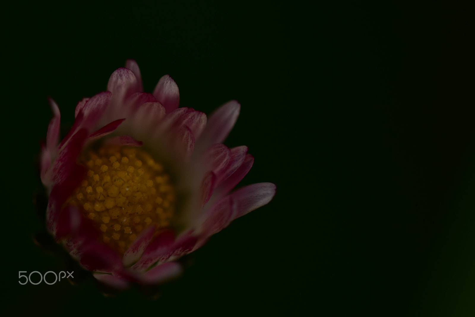 Sigma 105mm F2.8 EX DG OS HSM sample photo. Empezar photography