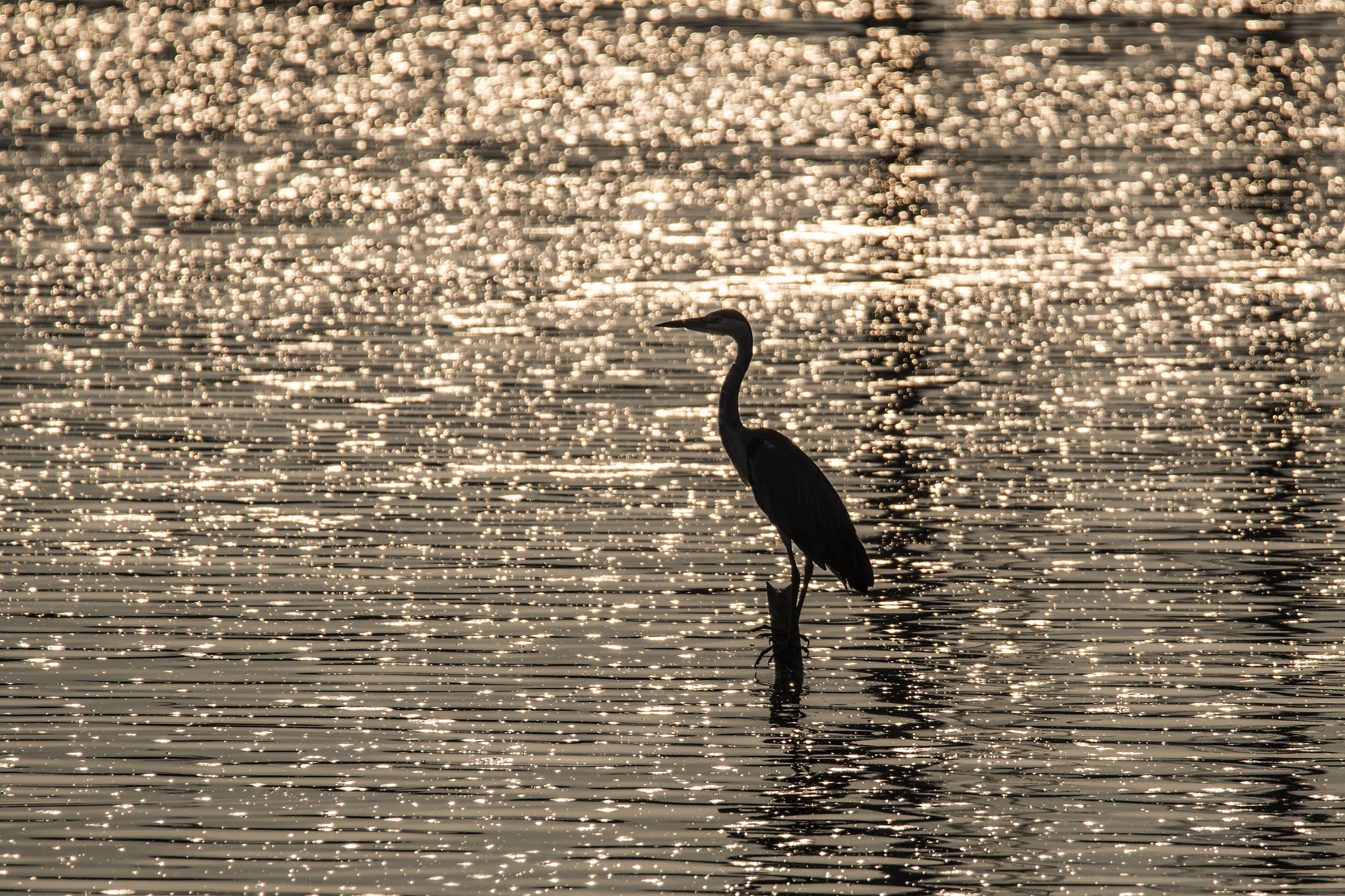 Nikon D500 sample photo. Golden bird photography