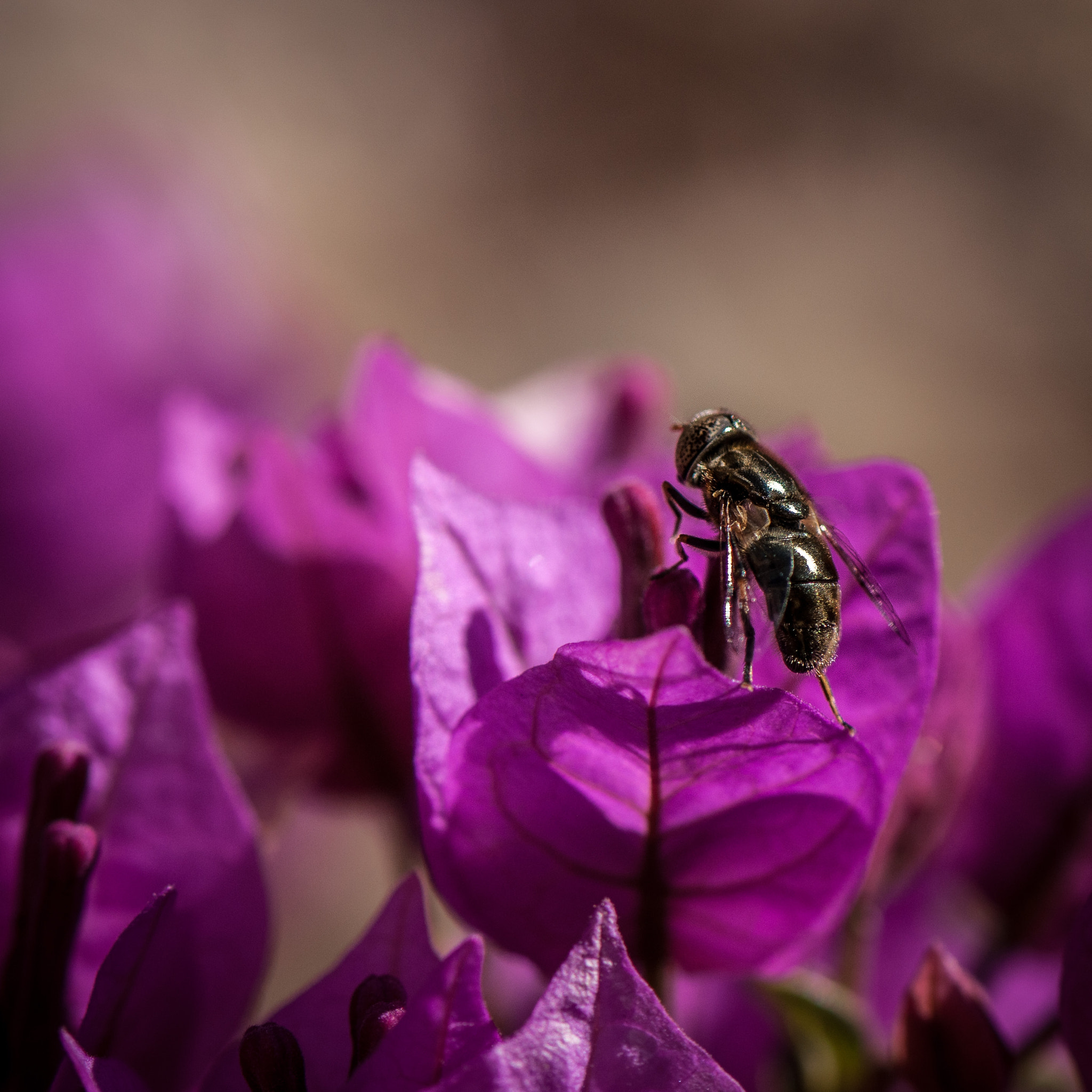 Nikon AF-S Micro-Nikkor 105mm F2.8G IF-ED VR sample photo. Fly on purple flower photography