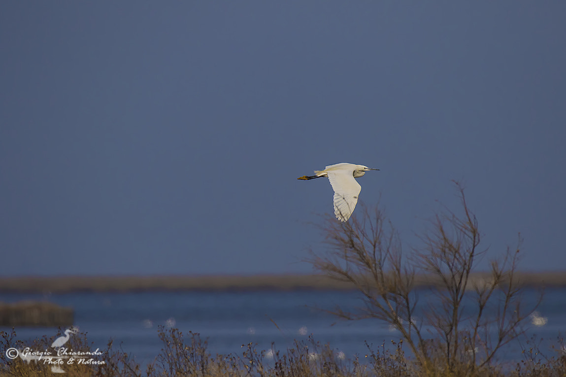 150-600mm F5-6.3 DG OS HSM | Sports 014 sample photo. Egretta garzetta photography