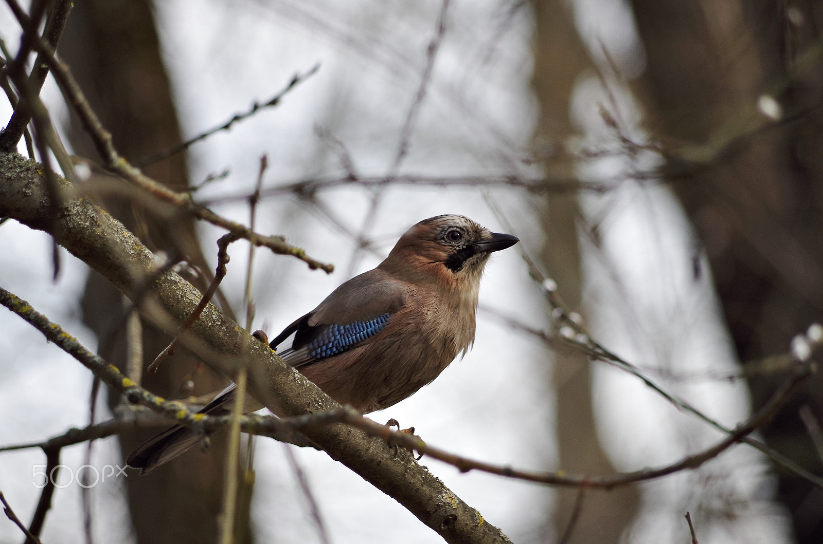 Pentax K-50 sample photo. Spring photography