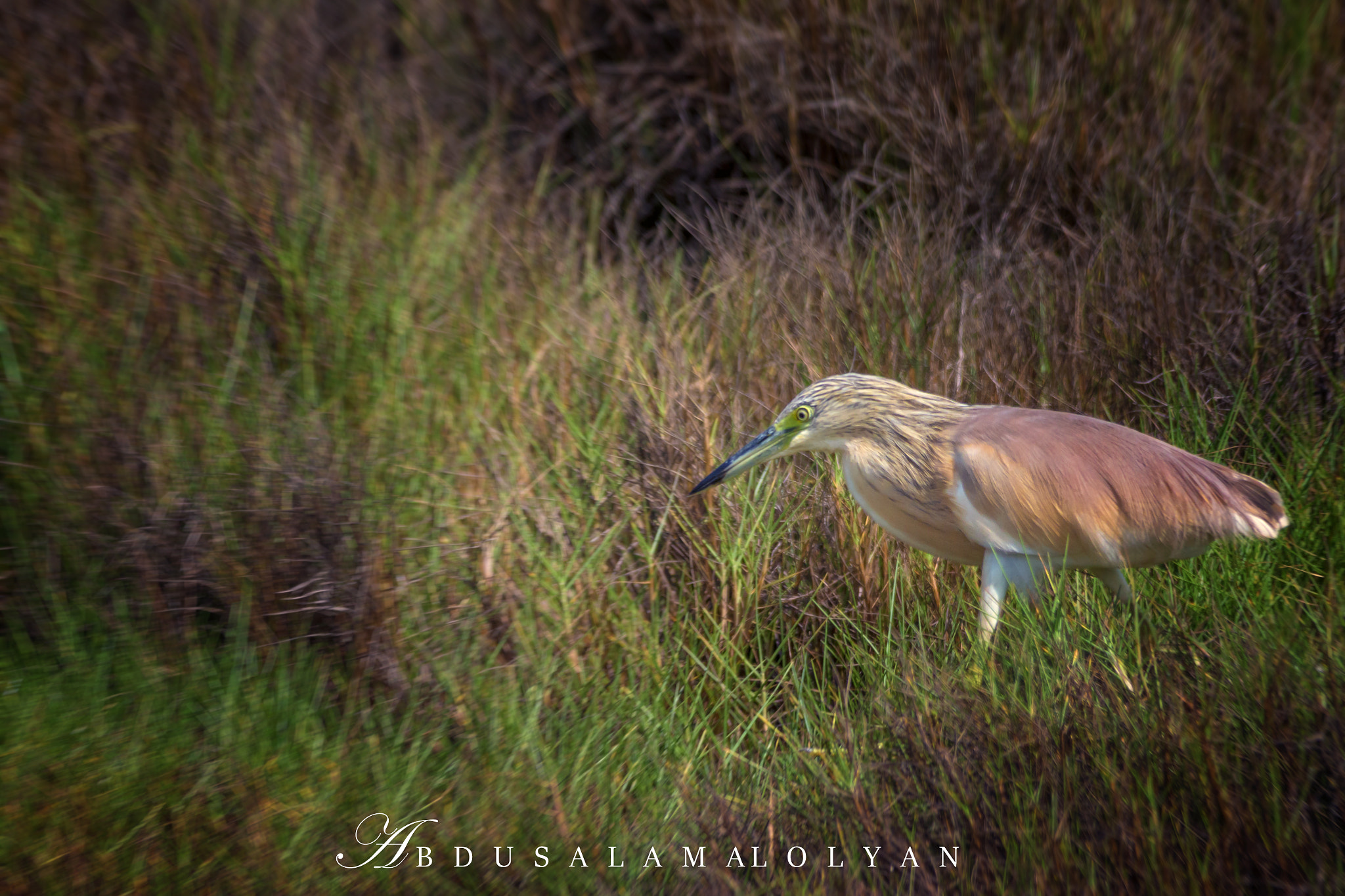 Canon EOS 700D (EOS Rebel T5i / EOS Kiss X7i) + Sigma 150-500mm F5-6.3 DG OS HSM sample photo. Squacco heron
 photography