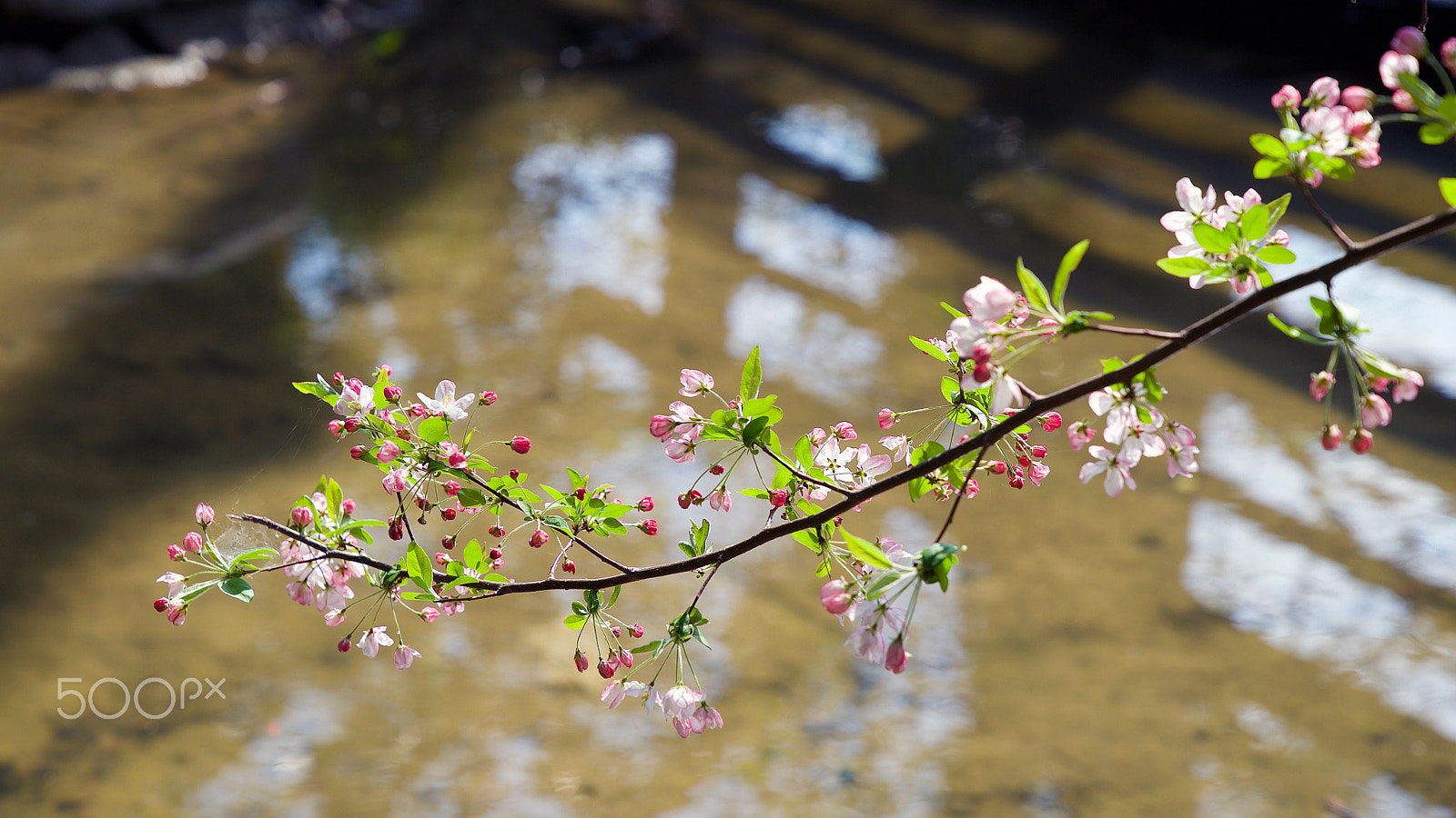 Sony FE 24-70mm F2.8 GM sample photo. I listened to his words photography