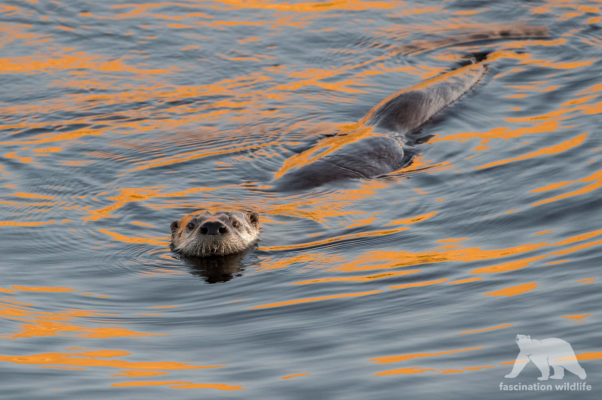 Sigma 150-600mm F5-6.3 DG OS HSM | S sample photo. Curious otter photography