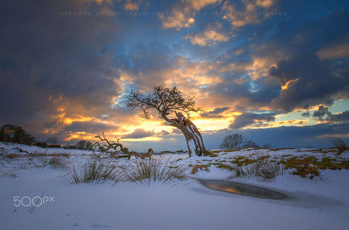 Nikon AF-S Nikkor 17-35mm F2.8D ED-IF sample photo. Old tree photography