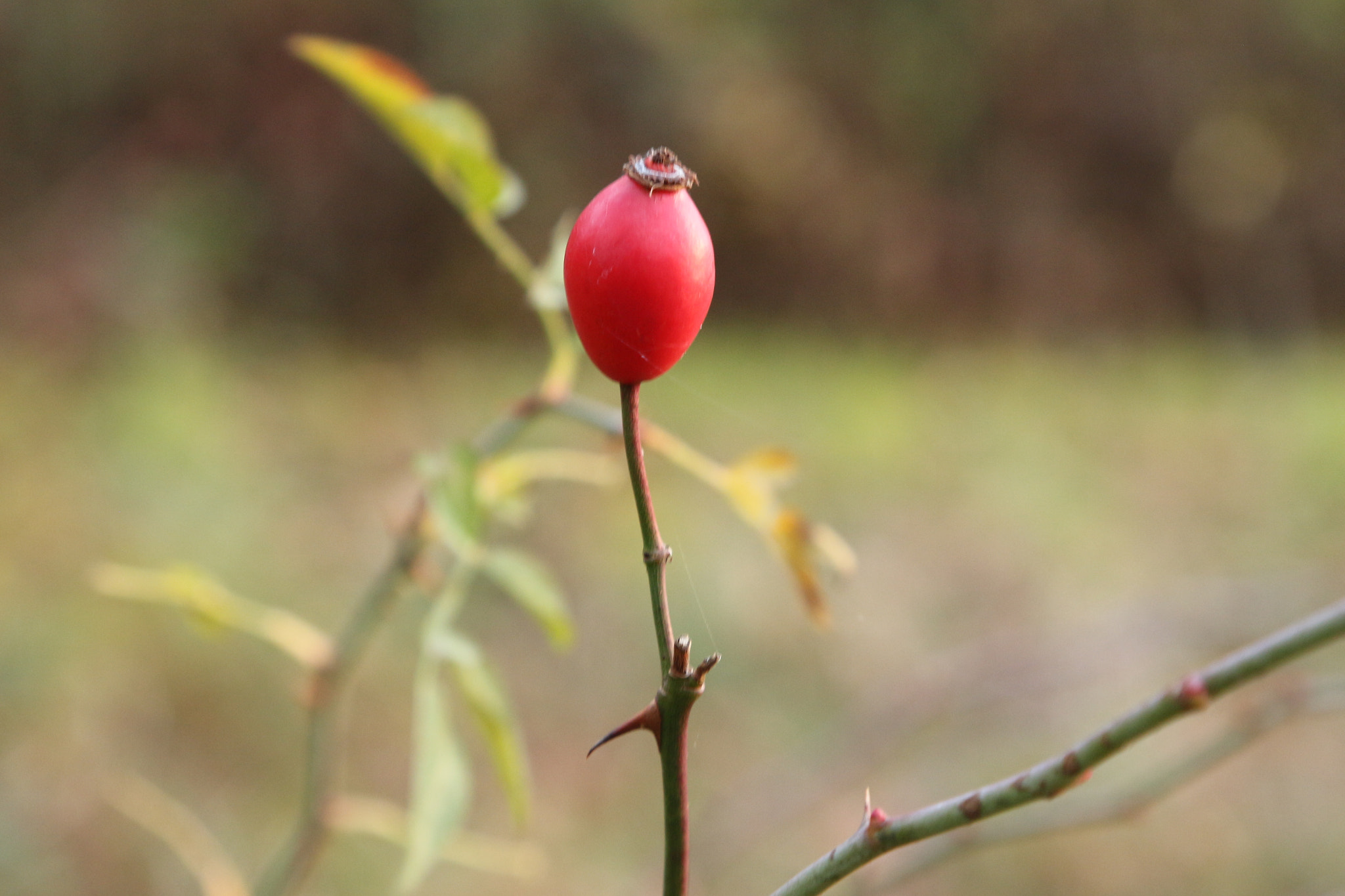 Canon EOS 700D (EOS Rebel T5i / EOS Kiss X7i) + Canon EF 24-105mm F4L IS USM sample photo