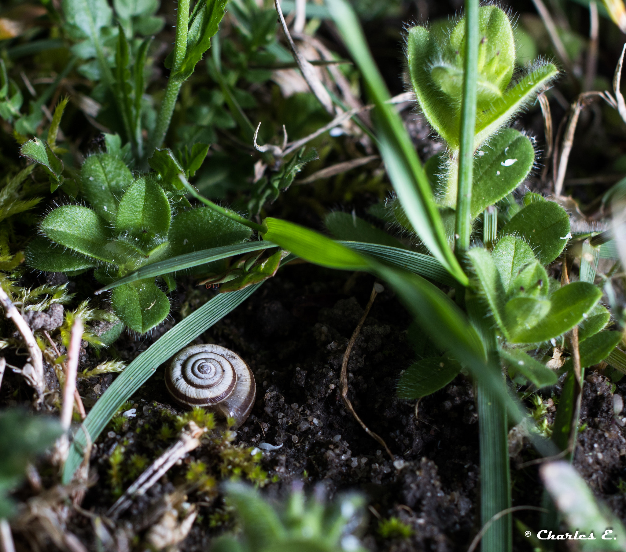 Canon EOS 750D (EOS Rebel T6i / EOS Kiss X8i) + Canon EF 40mm F2.8 STM sample photo. Jardin sous projecteur photography