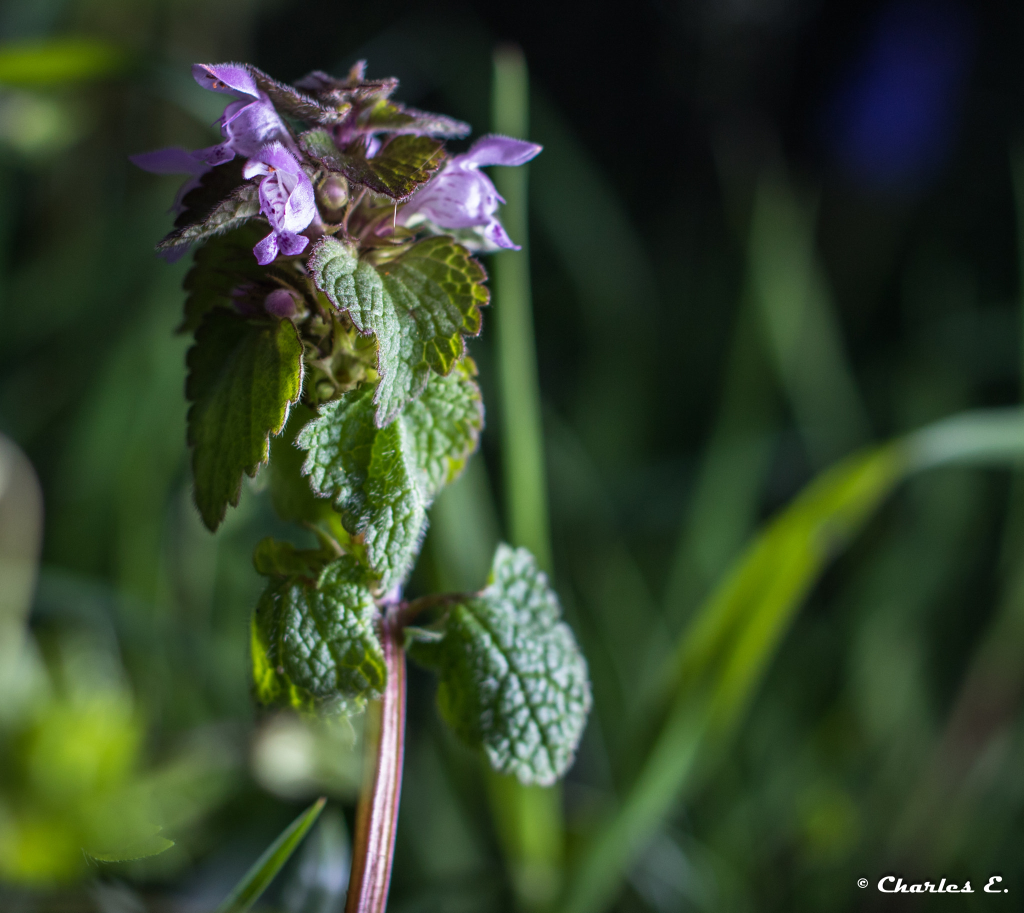 Canon EOS 750D (EOS Rebel T6i / EOS Kiss X8i) + Canon EF 40mm F2.8 STM sample photo. Jardin sous projecteur photography