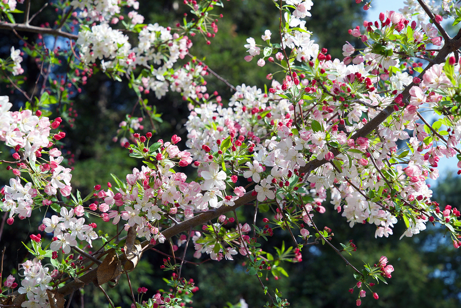 Sony a7S II + Sony FE 24-70mm F2.8 GM sample photo. My history will never be repeated photography
