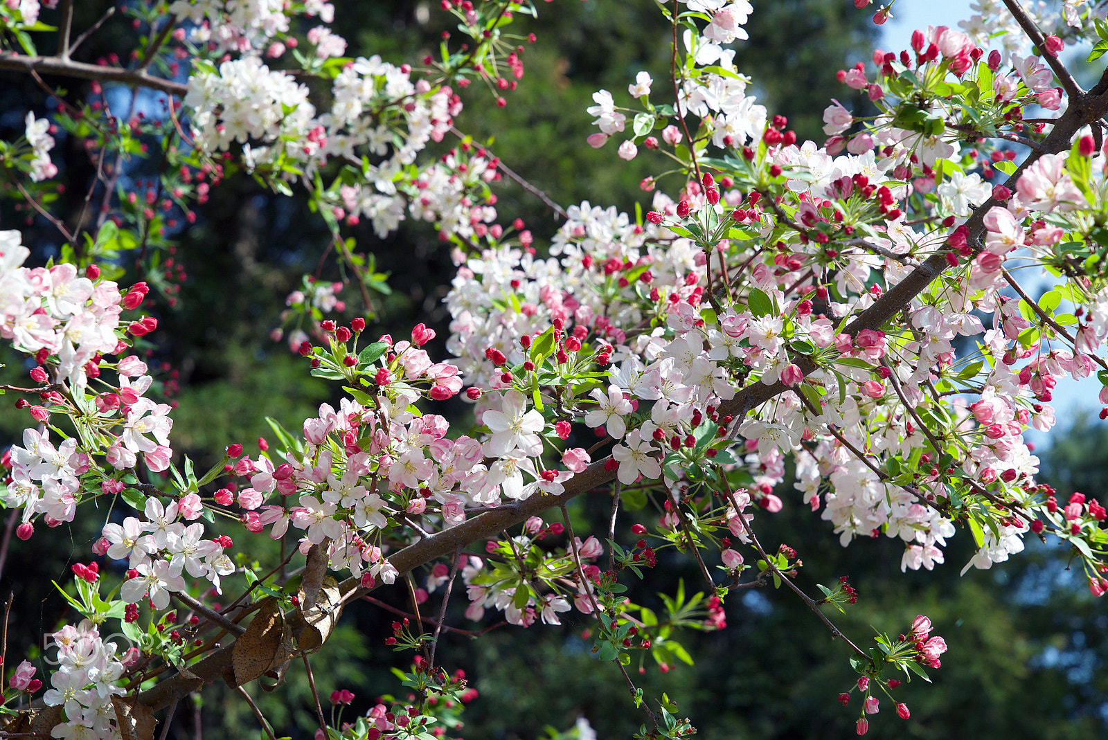 Sony FE 24-70mm F2.8 GM sample photo. My history will never be repeated photography