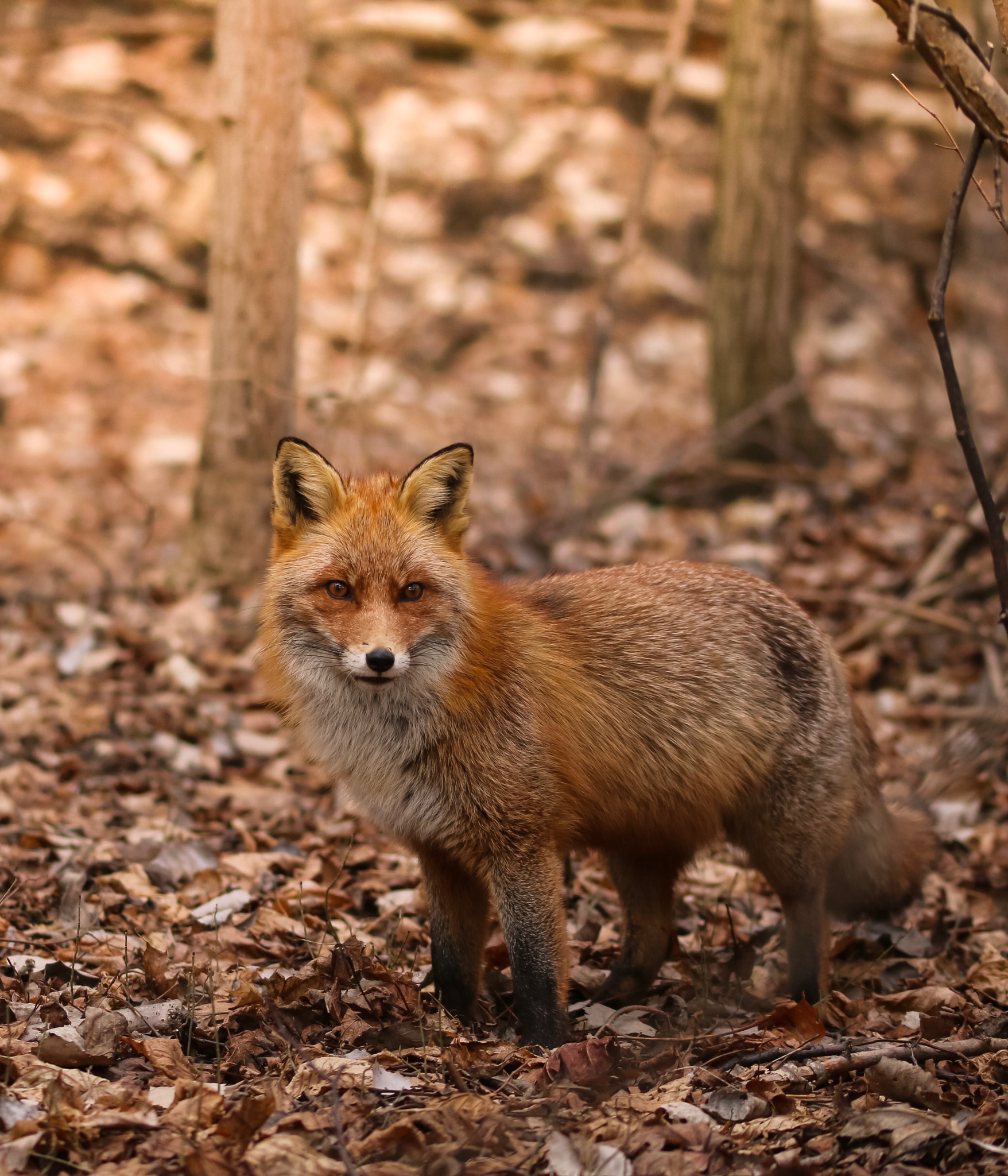 Canon EOS 70D + Sigma 105mm F2.8 EX DG OS HSM sample photo. The fox photography