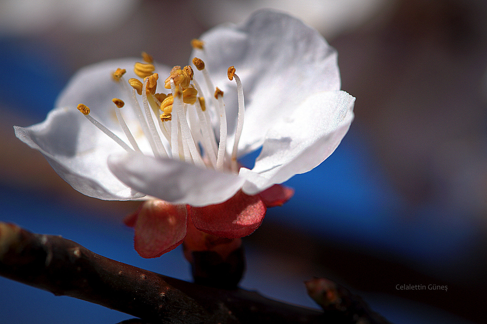 Nikon D300 sample photo. Apricot flower photography