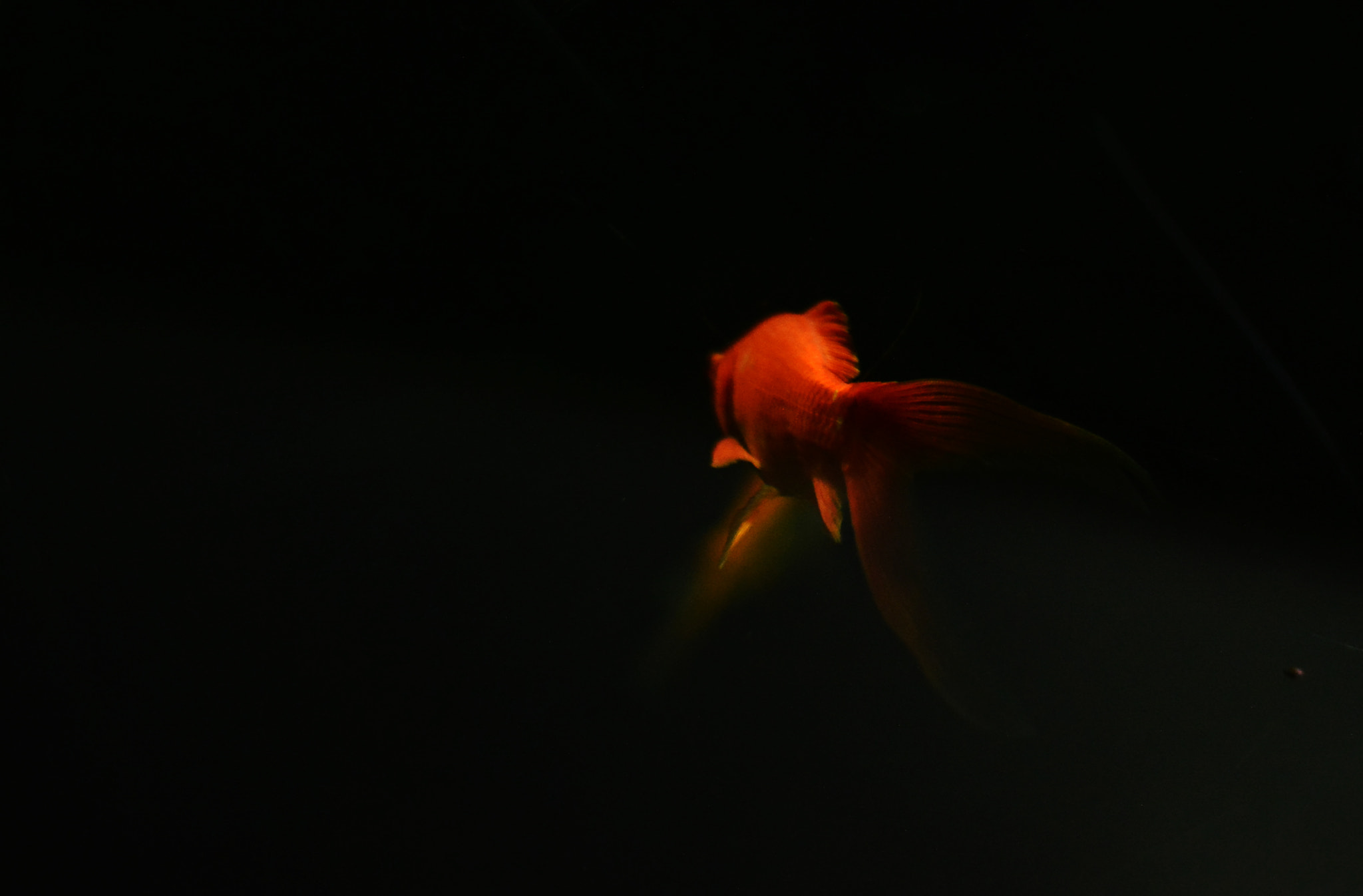 Nikon D5200 + Nikon AF Nikkor 50mm F1.8D sample photo. Aquarium photography
