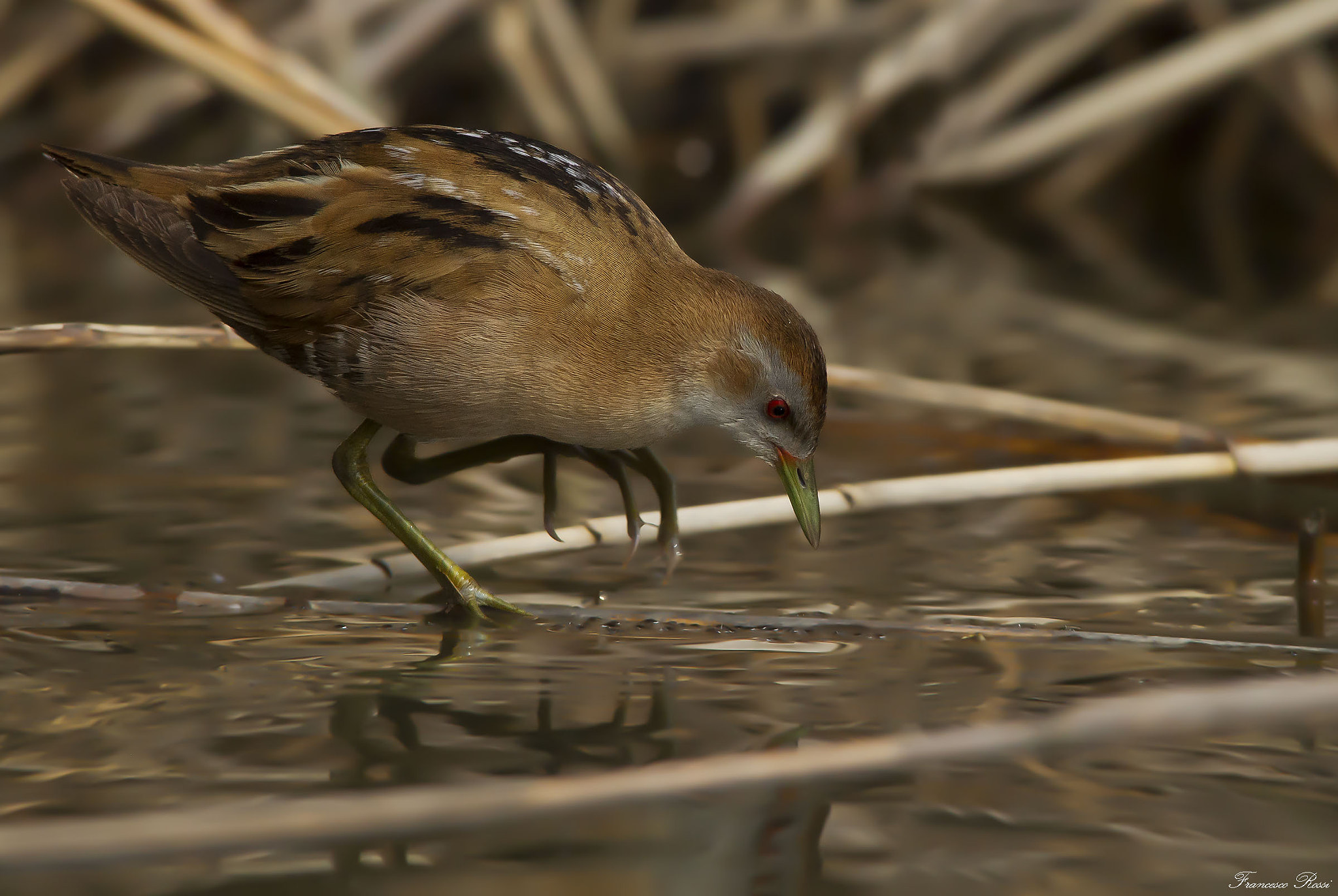 Canon EOS 7D + Sigma 150-500mm F5-6.3 DG OS HSM sample photo. Little crake, schiribilla  photography