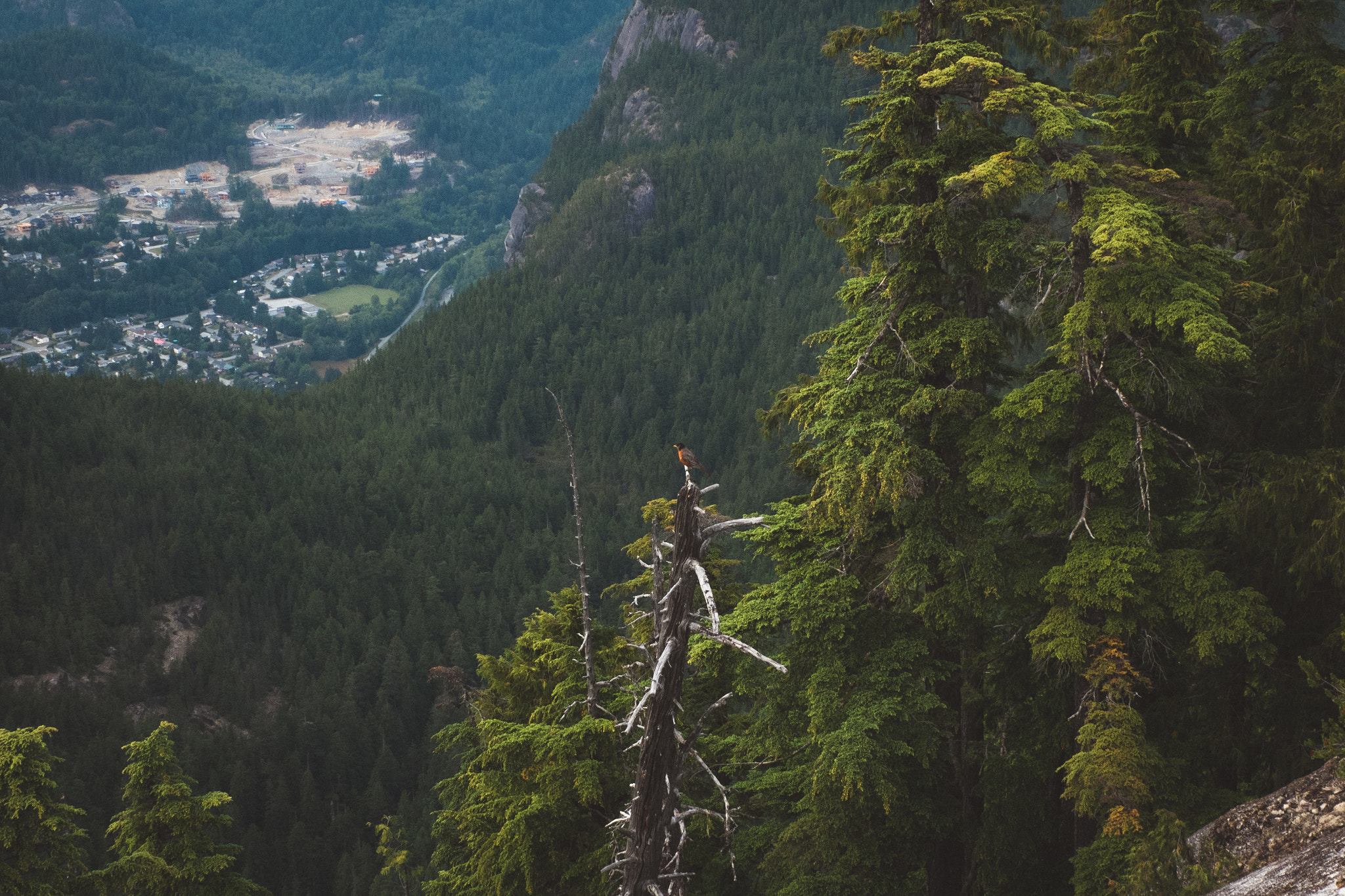 Fujifilm XC 16-50mm F3.5-5.6 OIS sample photo. Perched ii. photography