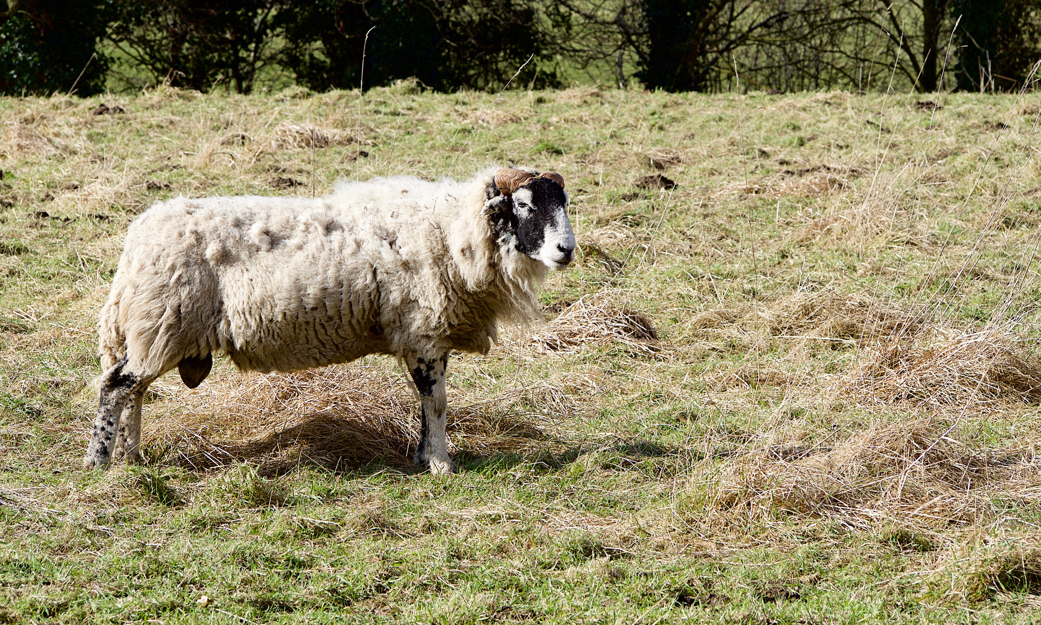 Olympus OM-D E-M10 II sample photo. Little sheep fella photography
