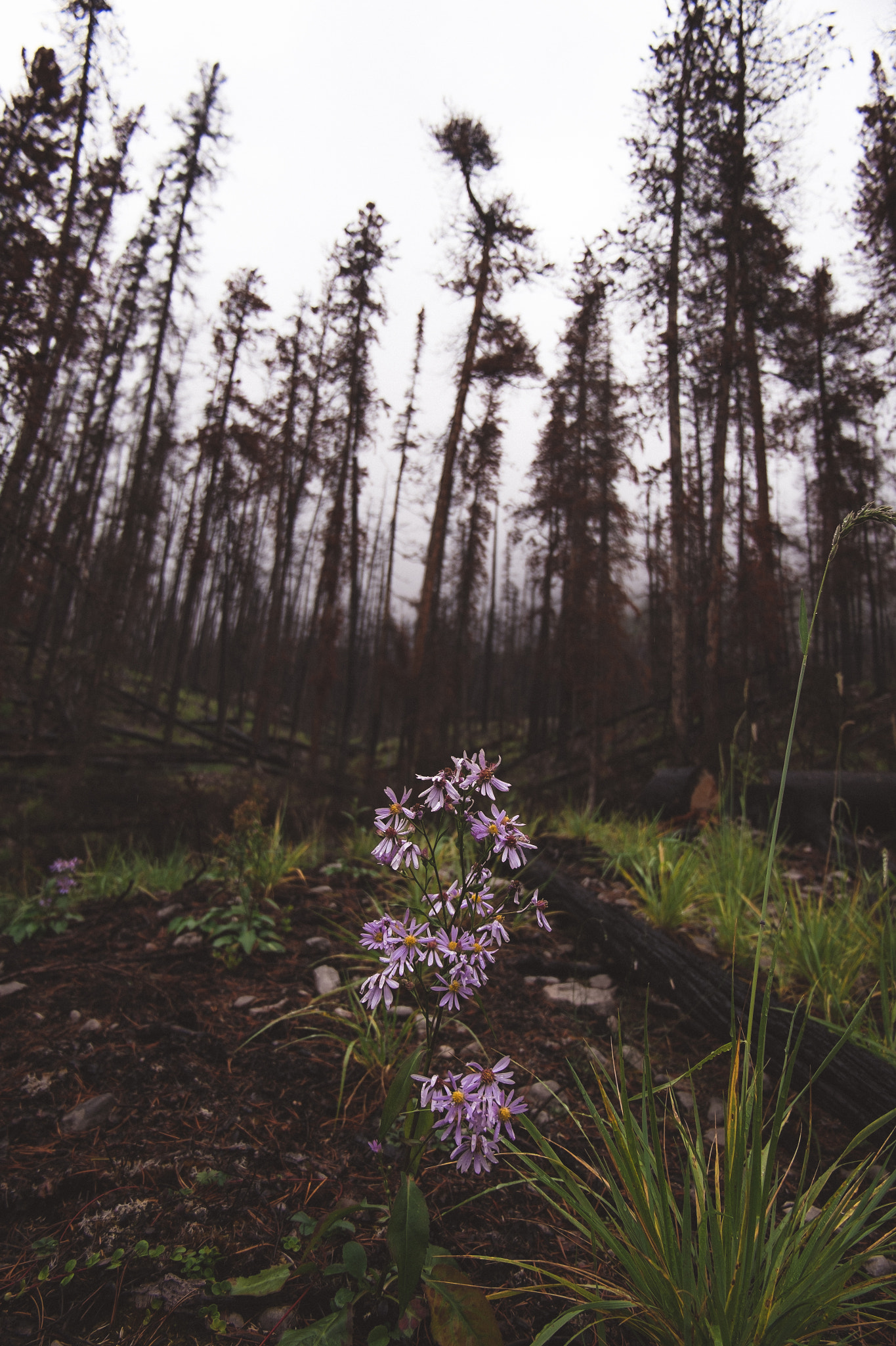 Fujifilm XC 16-50mm F3.5-5.6 OIS sample photo. Destroyed beauty. photography