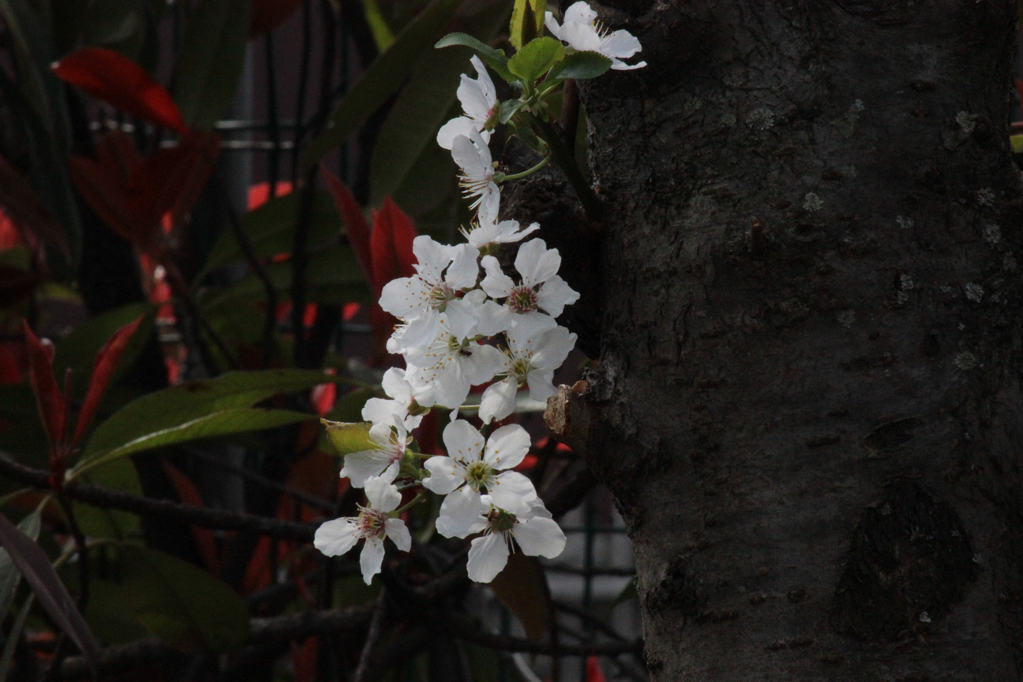 Canon EOS 600D (Rebel EOS T3i / EOS Kiss X5) + EF75-300mm f/4-5.6 sample photo. Blossom photography