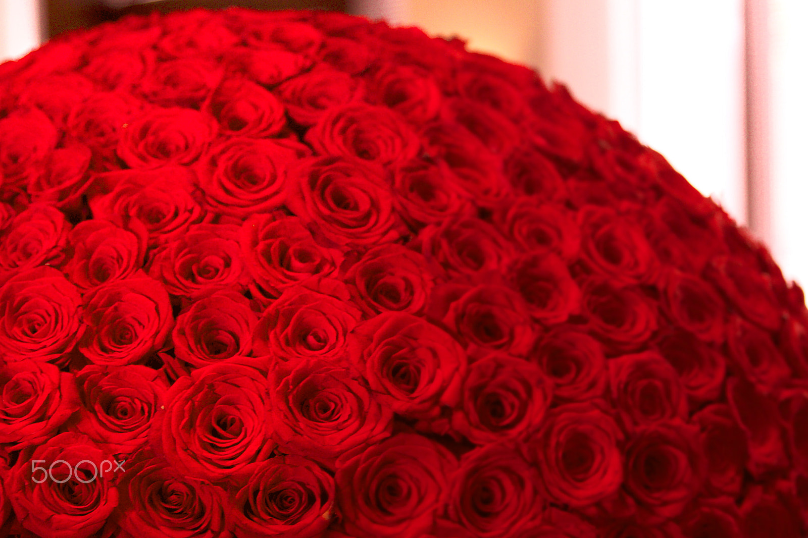 Canon EF 24-70mm F2.8L II USM sample photo. Roses photography