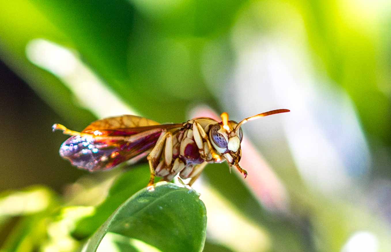 Canon EOS 5D Mark IV sample photo. The mighty wasp photography