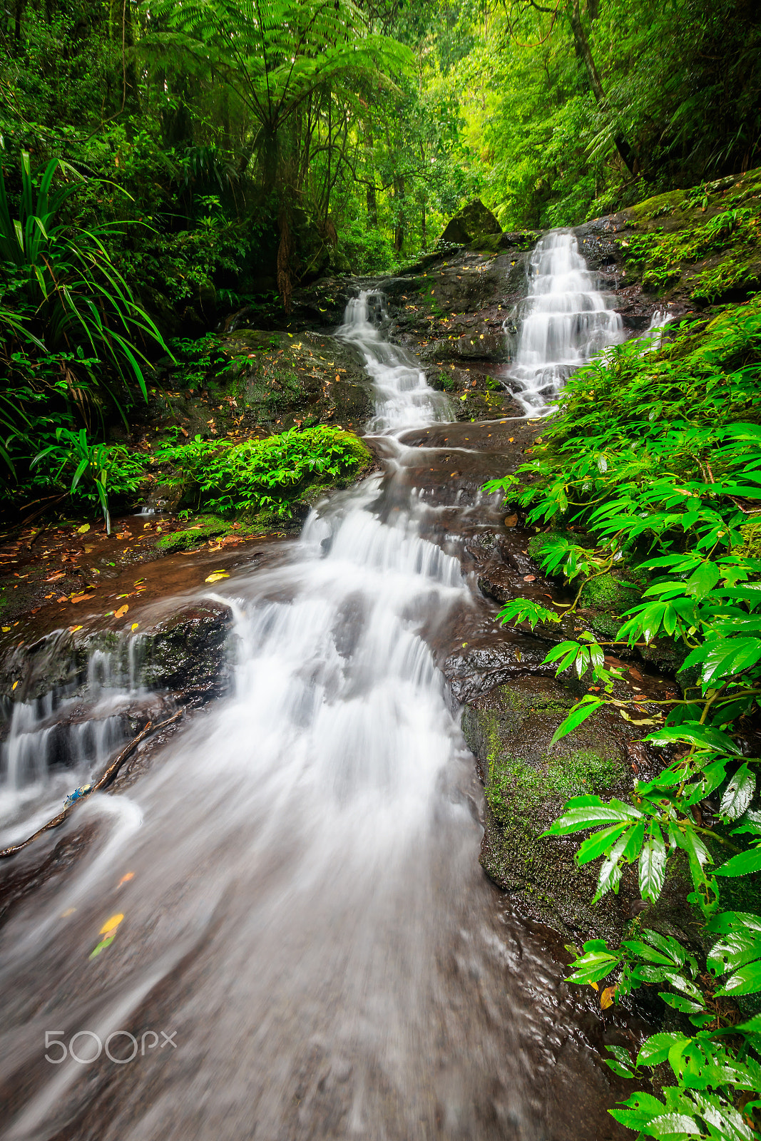 Sigma 10-20mm F3.5 EX DC HSM sample photo. Rainforest flow (portrait) photography