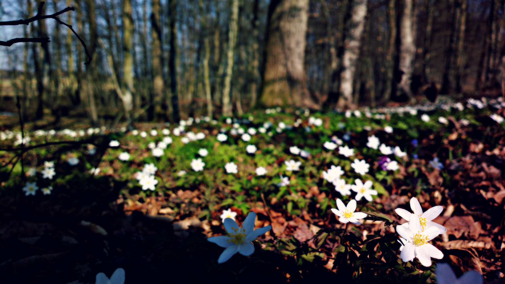 Nokia 808 PureView sample photo. Forest carpet photography
