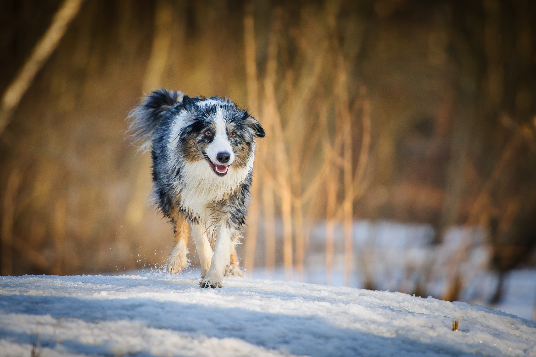 Nikon D3S sample photo. Aussie meeting in saint-petersburg's park photography