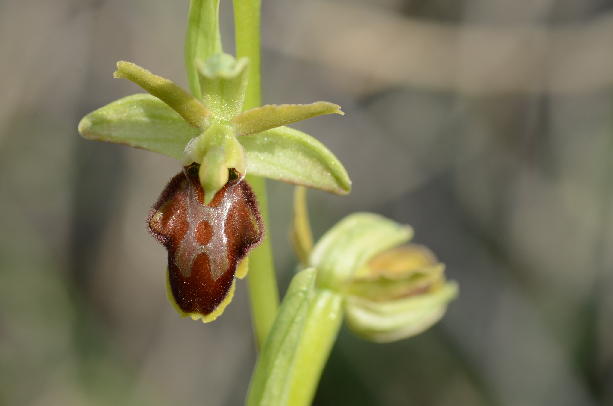 Nikon D7000 sample photo. Ophrys sphegodes photography
