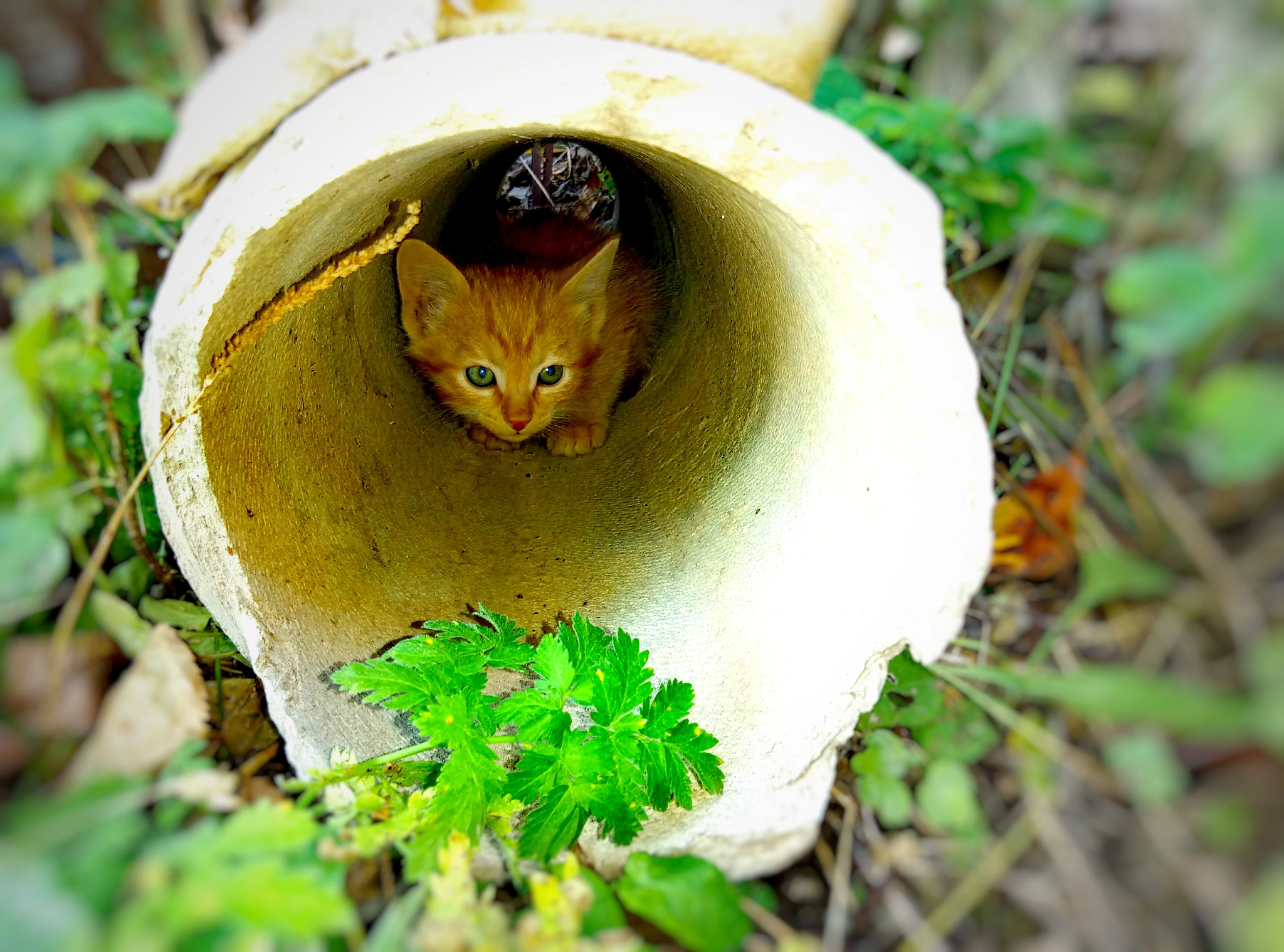 Meizu m3 note sample photo. Little cat photography