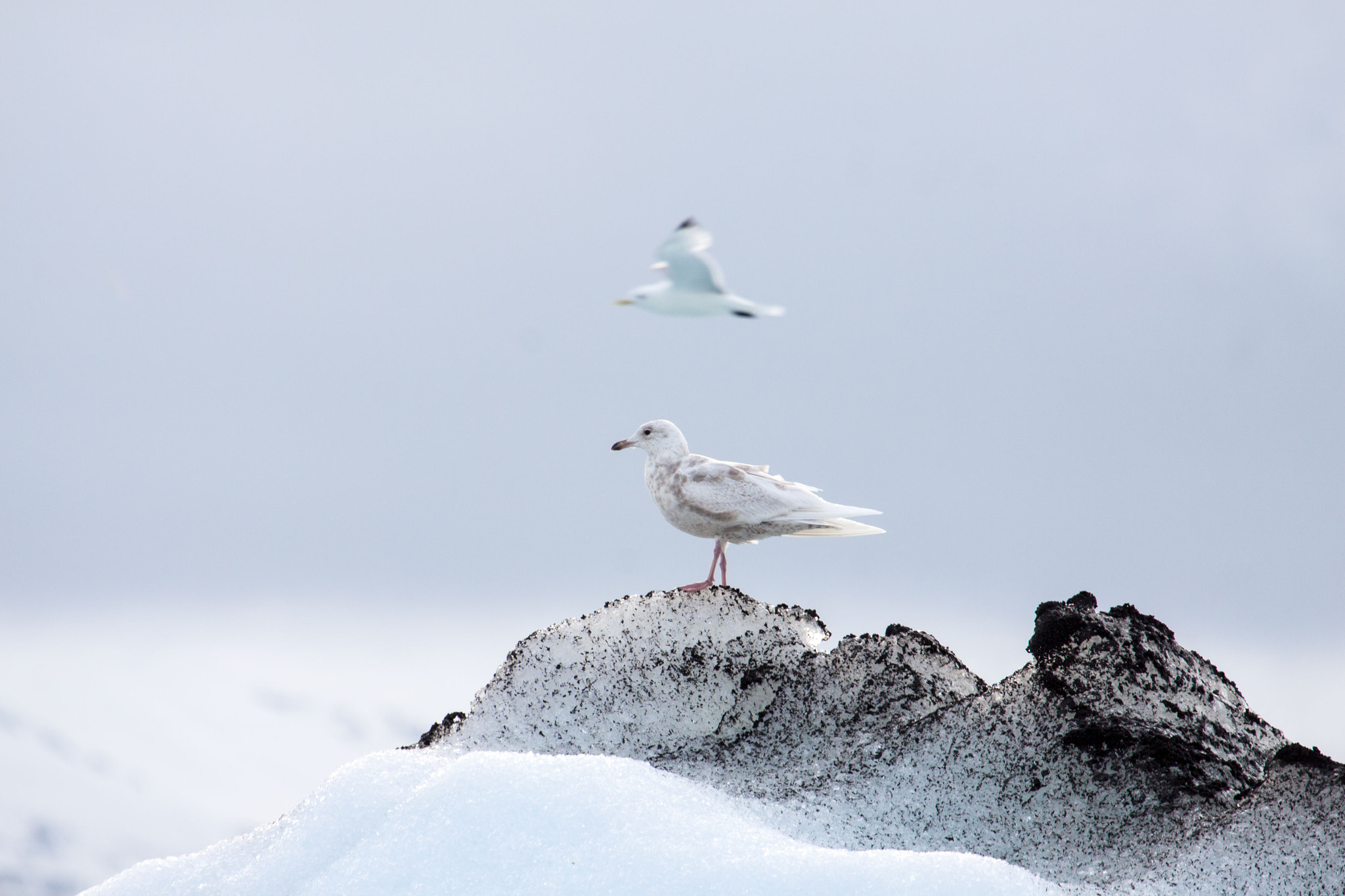 Canon EOS 50D + Canon EF 100-400mm F4.5-5.6L IS USM sample photo. Seagulls photography