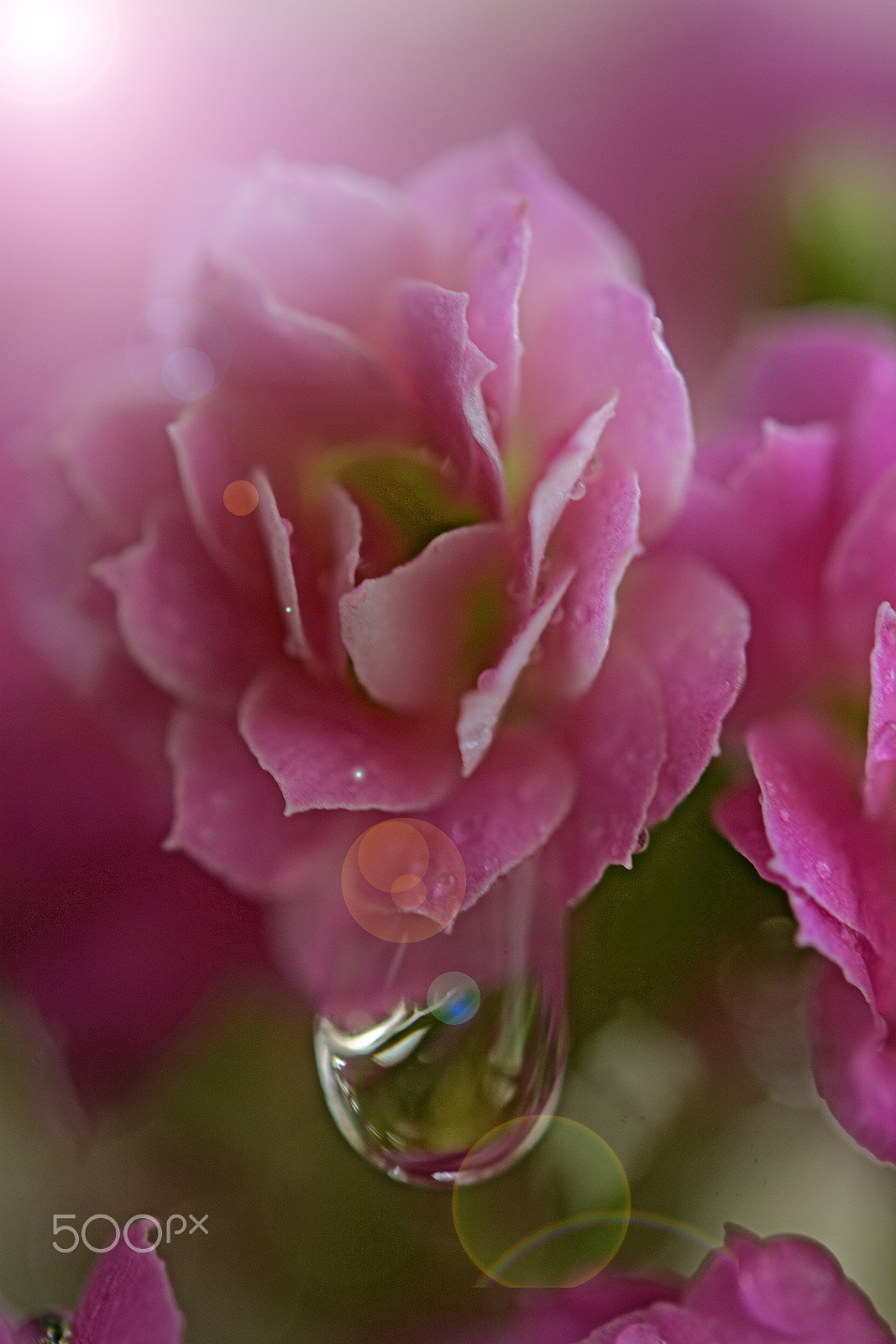Nikon AF-S Micro-Nikkor 60mm F2.8G ED sample photo. Linda flor - beautiful flower photography