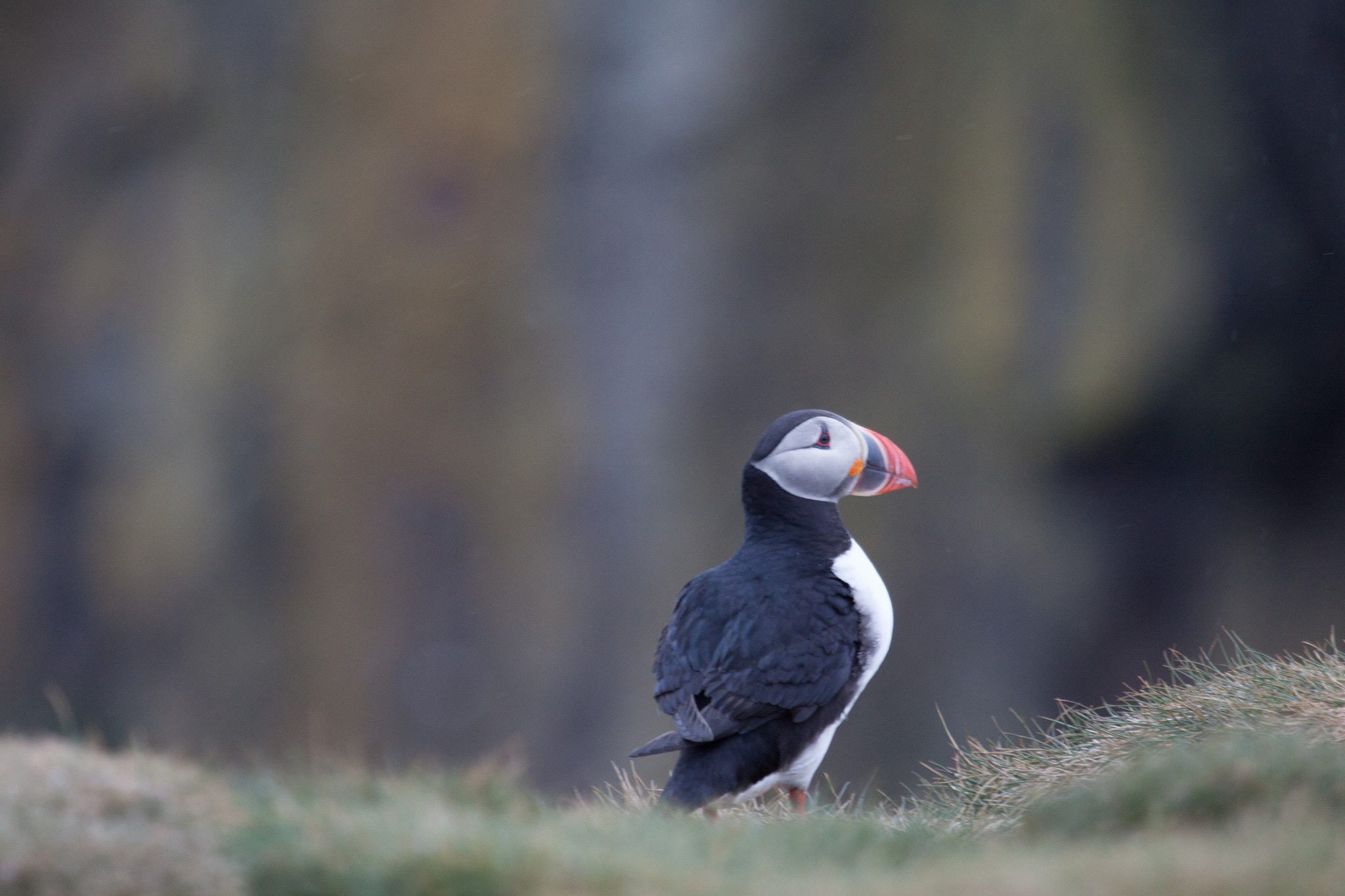 Canon EOS 50D + Canon EF 100-400mm F4.5-5.6L IS USM sample photo. Puffin photography