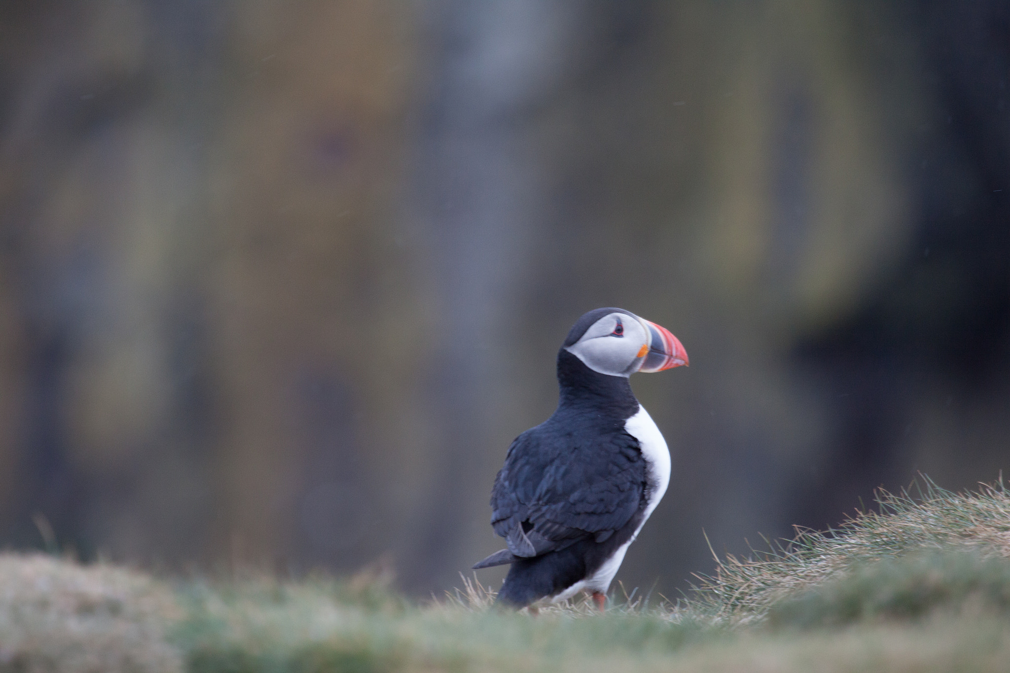 Canon EF 100-400mm F4.5-5.6L IS USM sample photo. Puffin photography