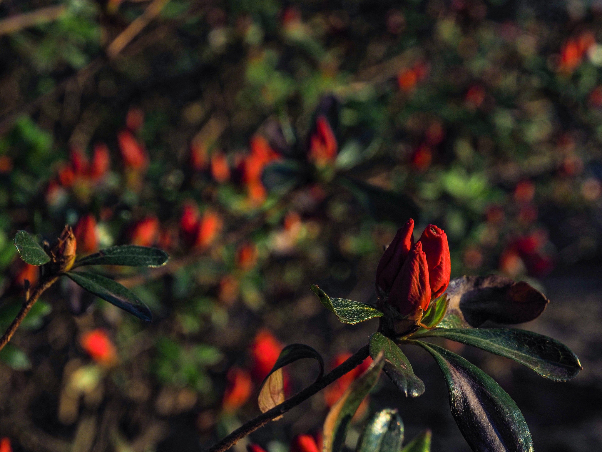 Olympus OM-D E-M10 sample photo. Early buds photography