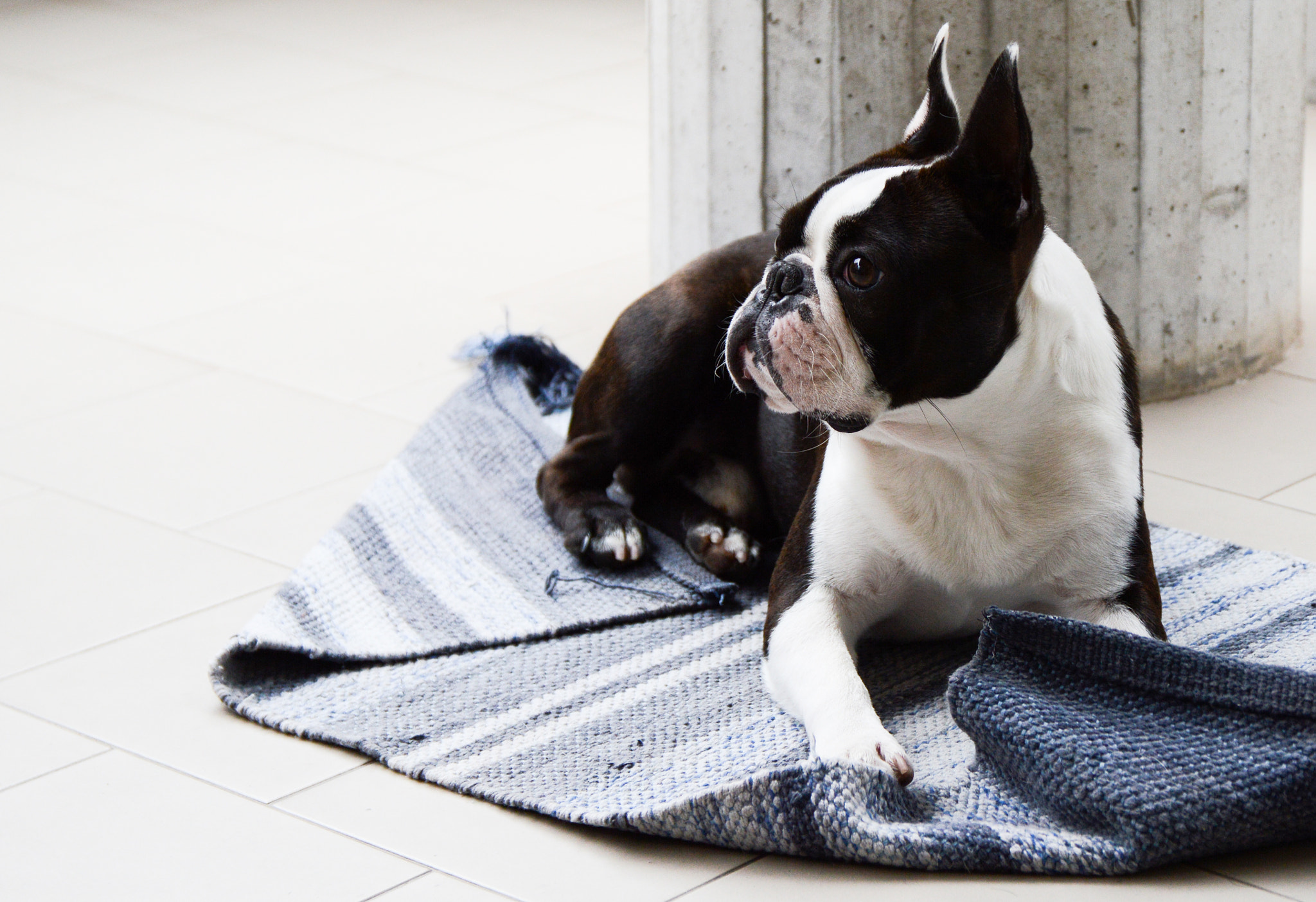 Nikon D3200 + Sigma 17-70mm F2.8-4 DC Macro OS HSM | C sample photo. Bolt the boston terrier photography