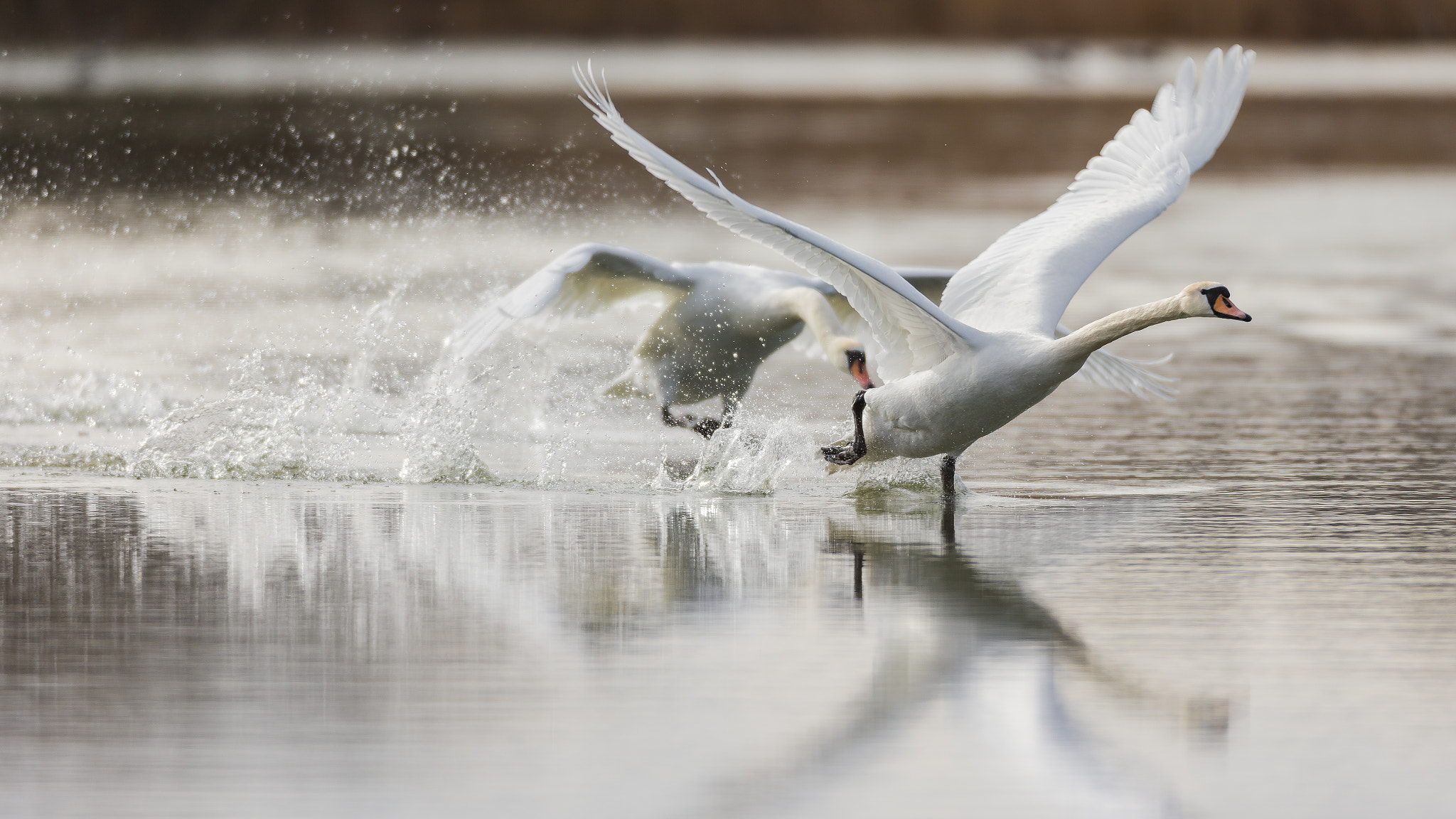 Canon EOS-1D X + Canon EF 600mm f/4L IS sample photo. Off we go! photography