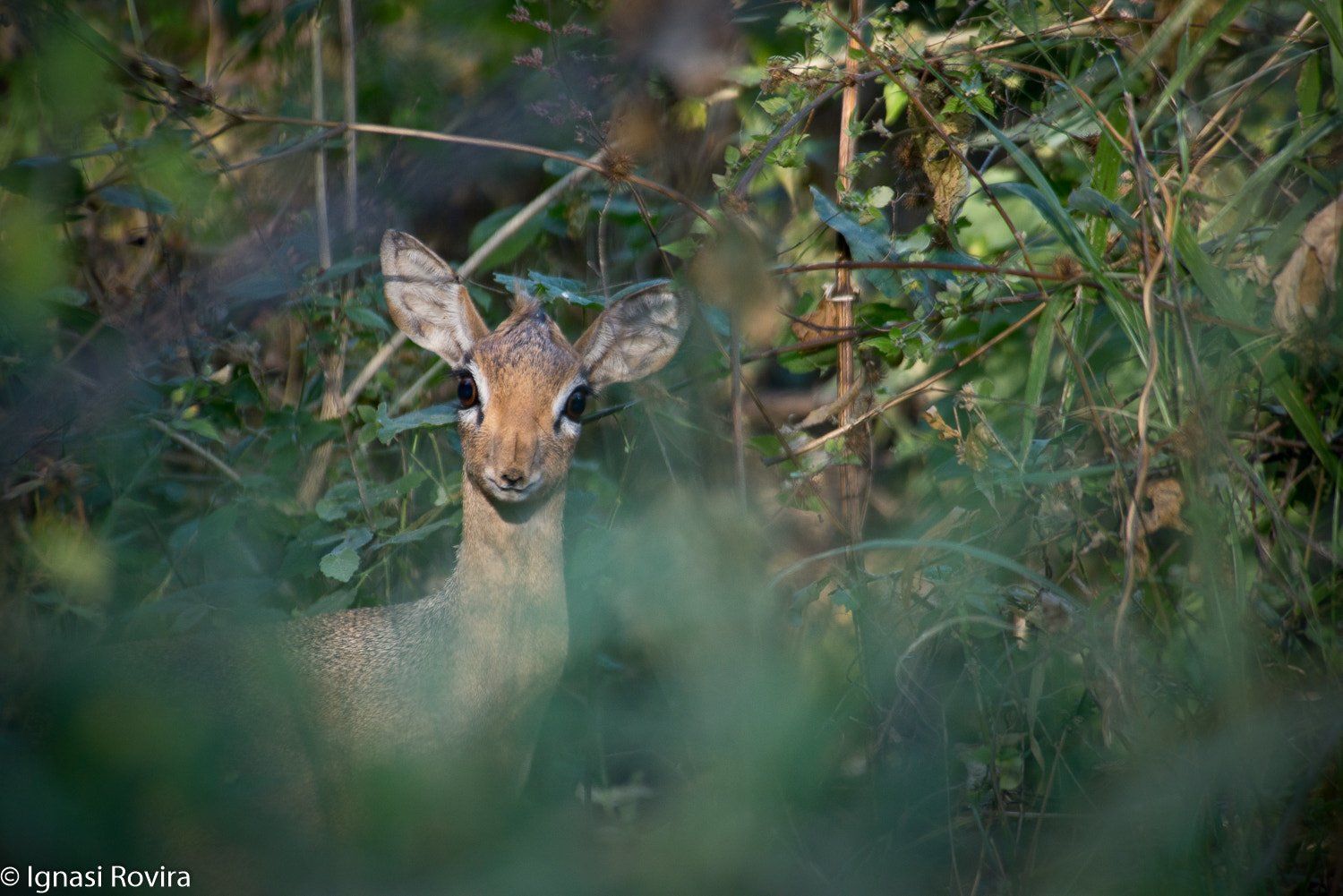 Nikon D600 sample photo. Madoqua kirki, waterberg n.p., namíbia photography