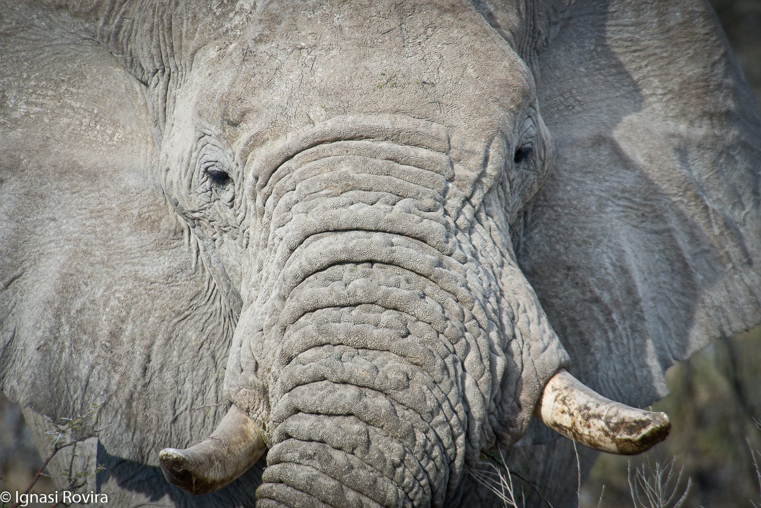 Nikon D600 sample photo. Loxodonta africana, etosha n. p. ,namíbia photography