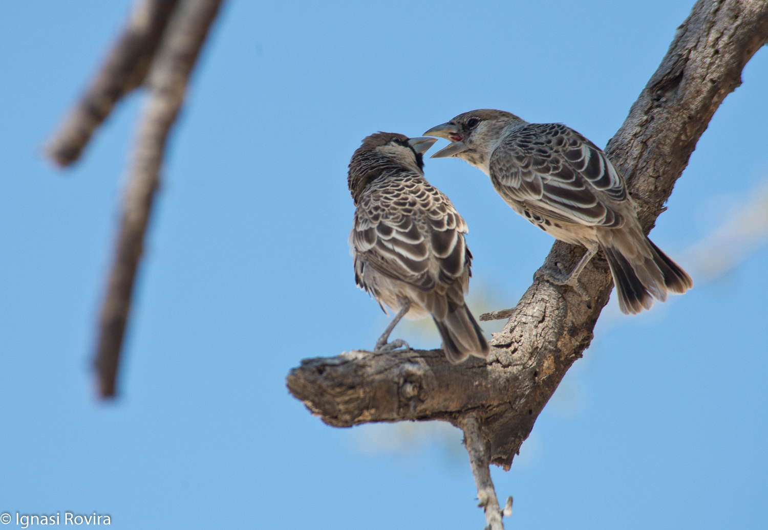 Nikon D600 sample photo. Etosha n. p. ,namíbia photography