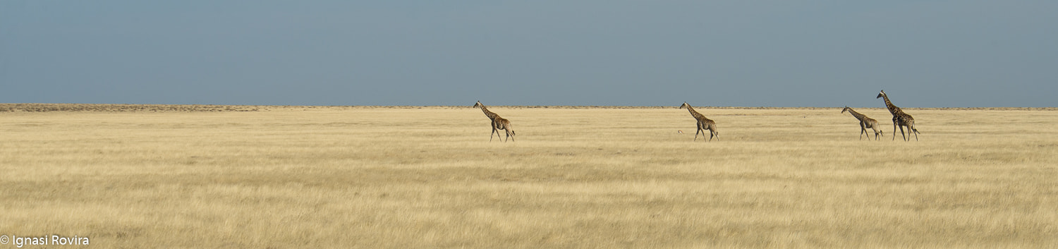 Nikon D600 + Nikon AF Nikkor 80-400mm F4.5-5.6D ED VR sample photo. Giraffa camelopardalis, etosha n. p. ,namíbia photography