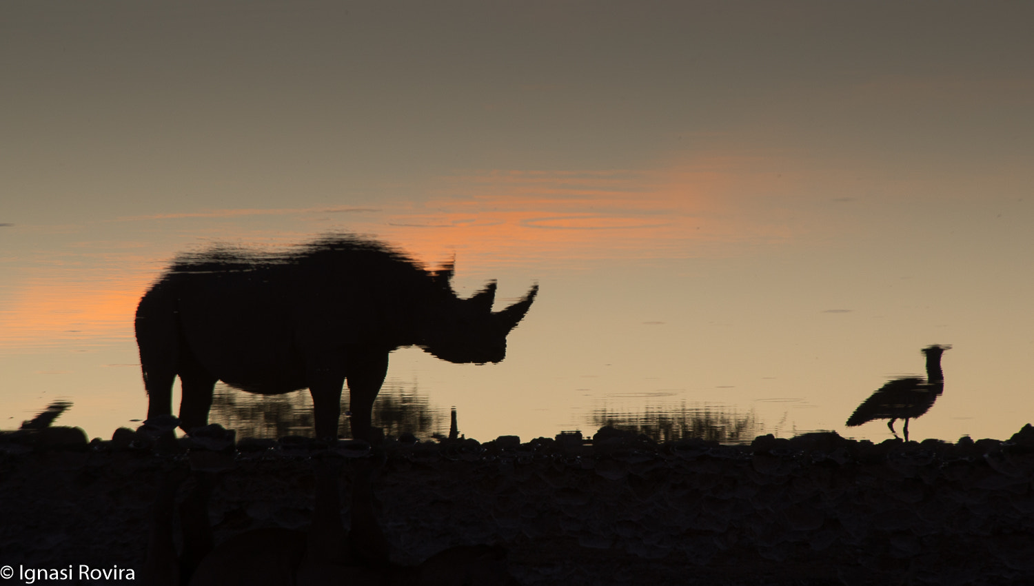 Nikon D600 sample photo. Diceros bicornis, etosha nat. park, namíbia photography