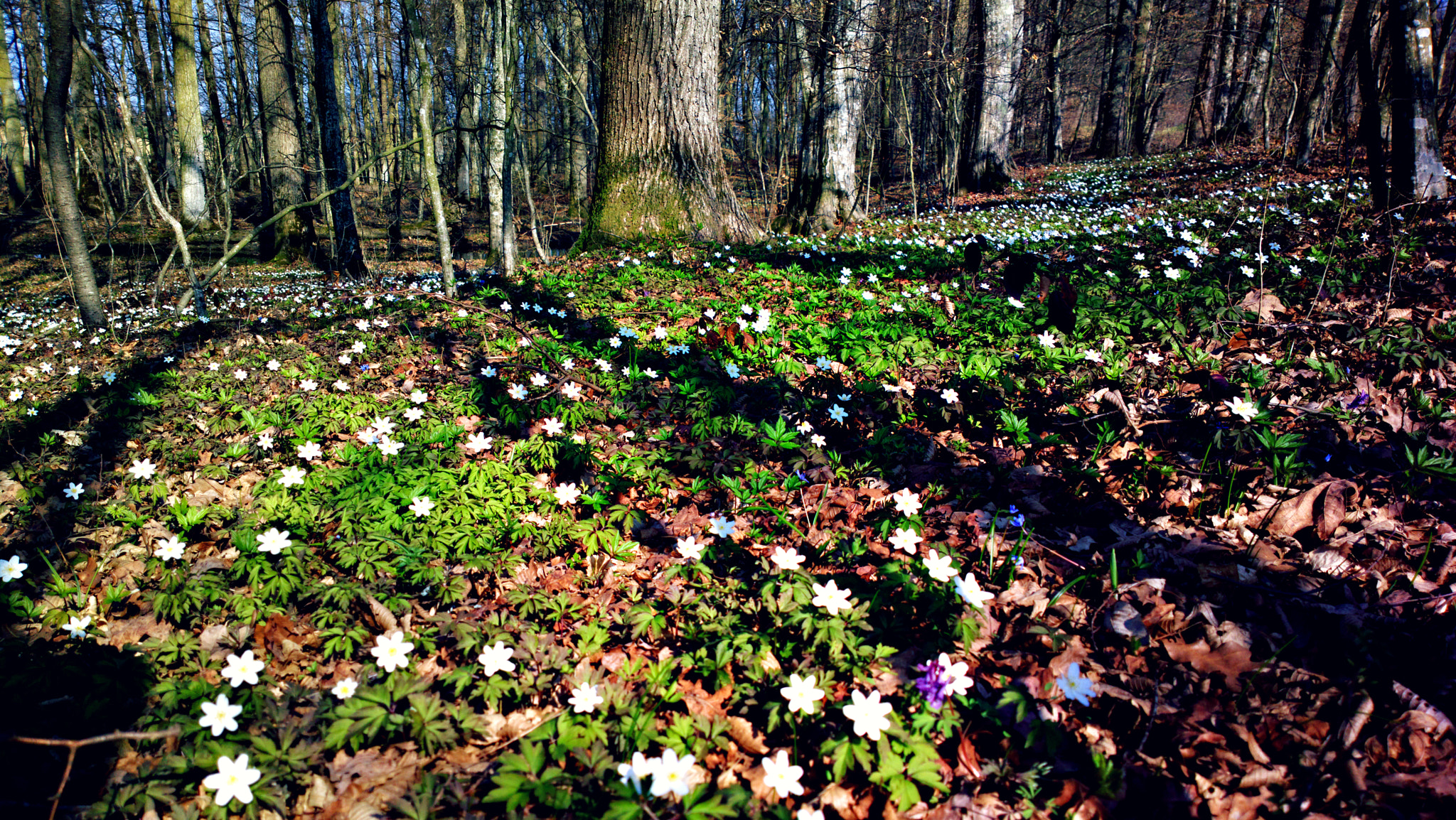 Nokia 808 PureView sample photo. Forest in spring ii photography