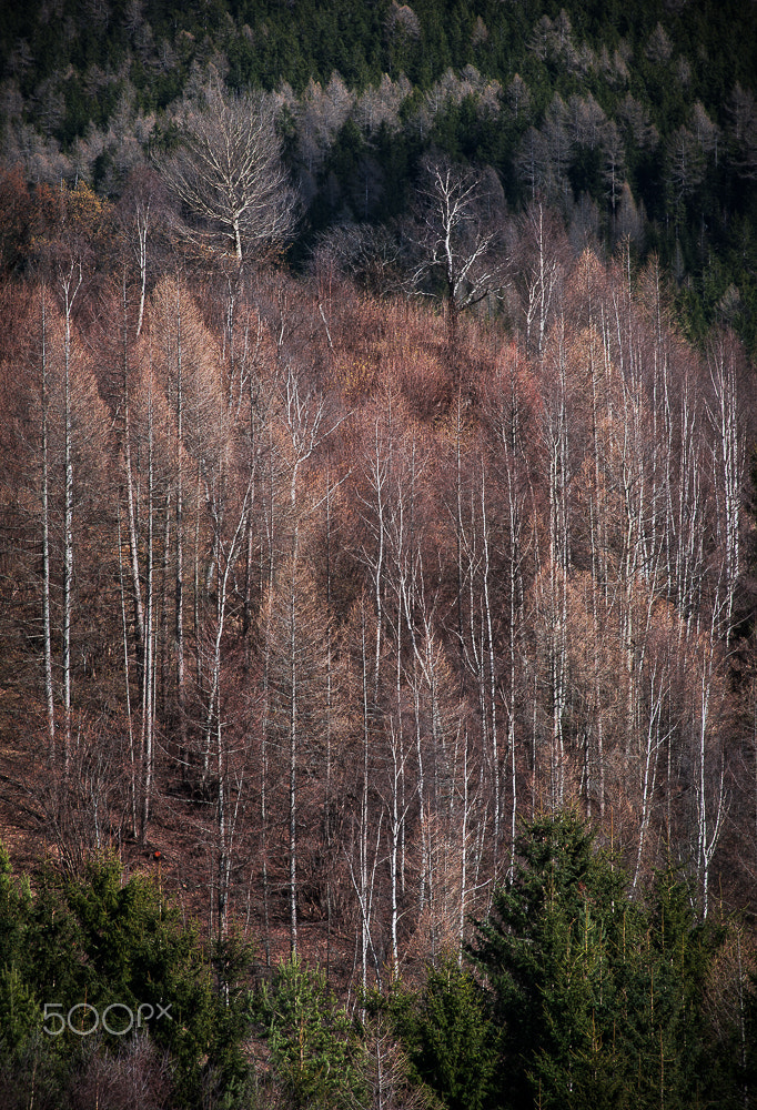 Nikon D810 + Nikon AF Nikkor 180mm F2.8D ED-IF sample photo. In the alps photography