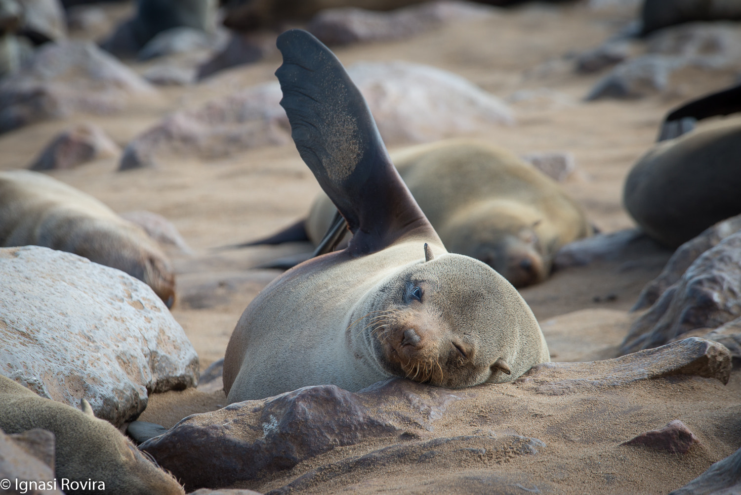 Nikon D600 sample photo. Arctocephalus pusillus, capa cross seal reserve, namíbia photography