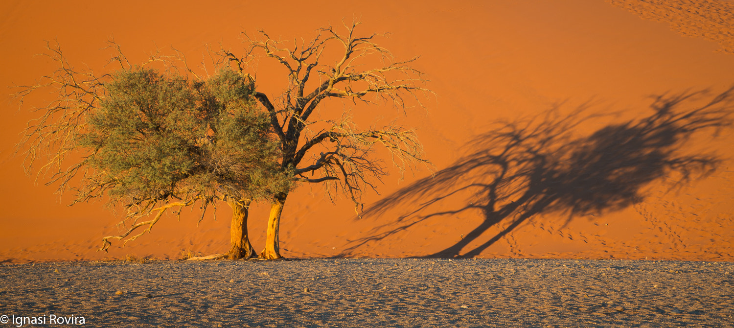 Nikon D600 sample photo. Duna 45, namib-naukluft park, namíbia photography