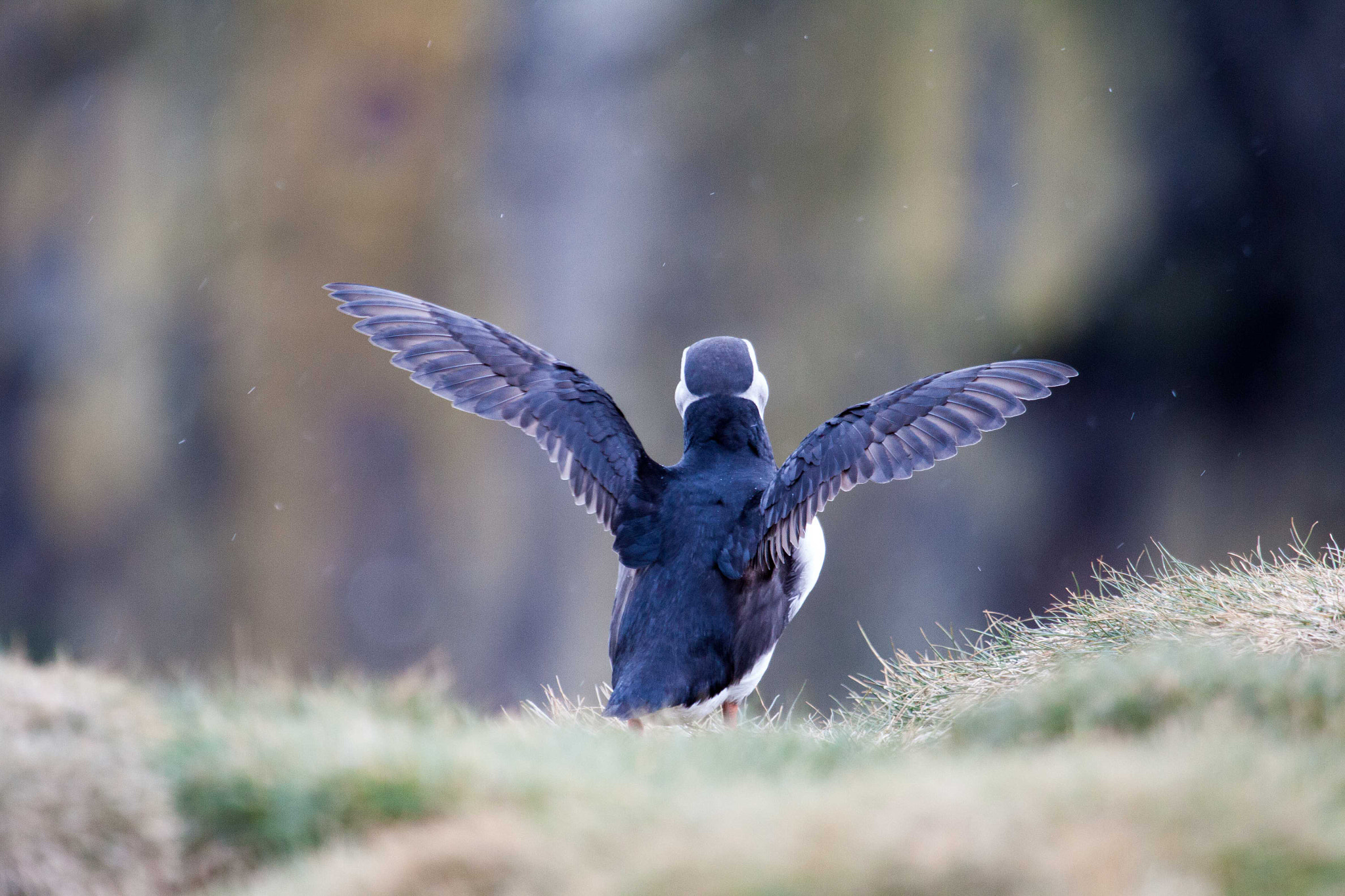 Canon EF 100-400mm F4.5-5.6L IS USM sample photo. Puffin photography